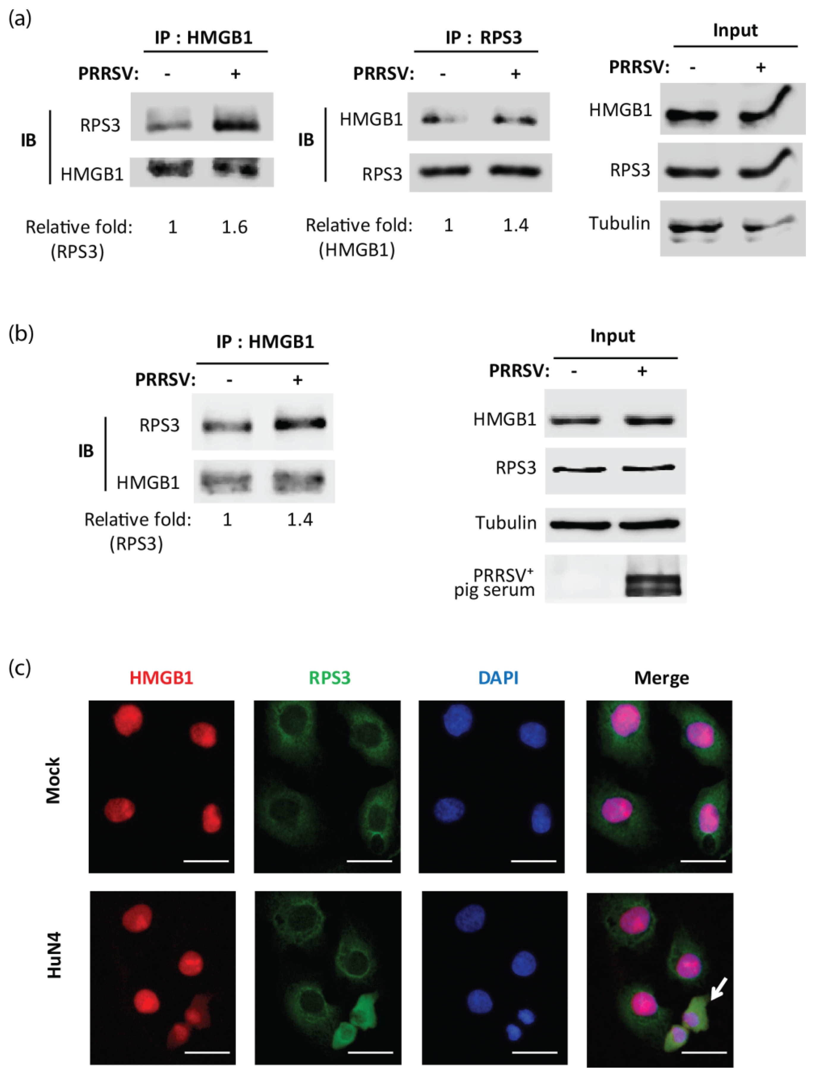 Viruses 14 01002 g004