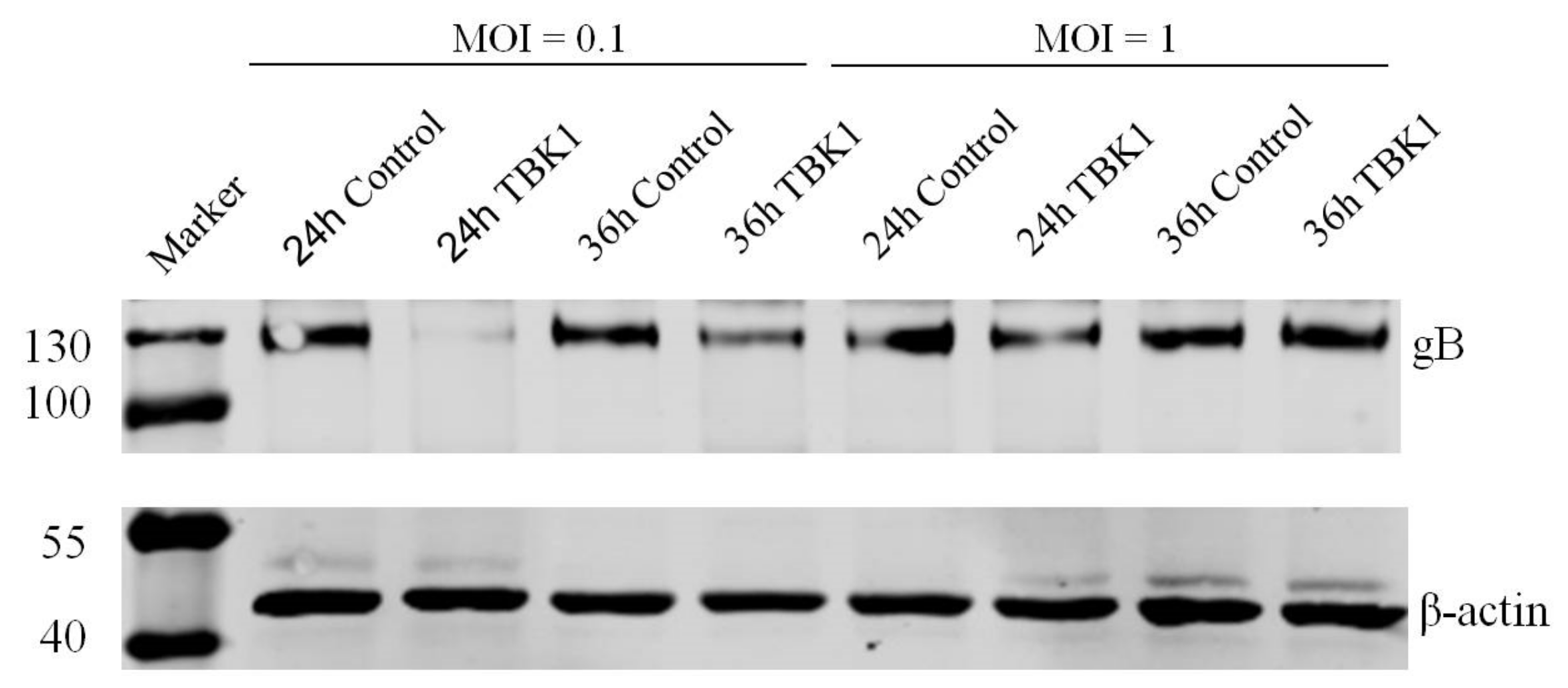 Viruses 14 01008 g004 Viruses 14 01008 g004