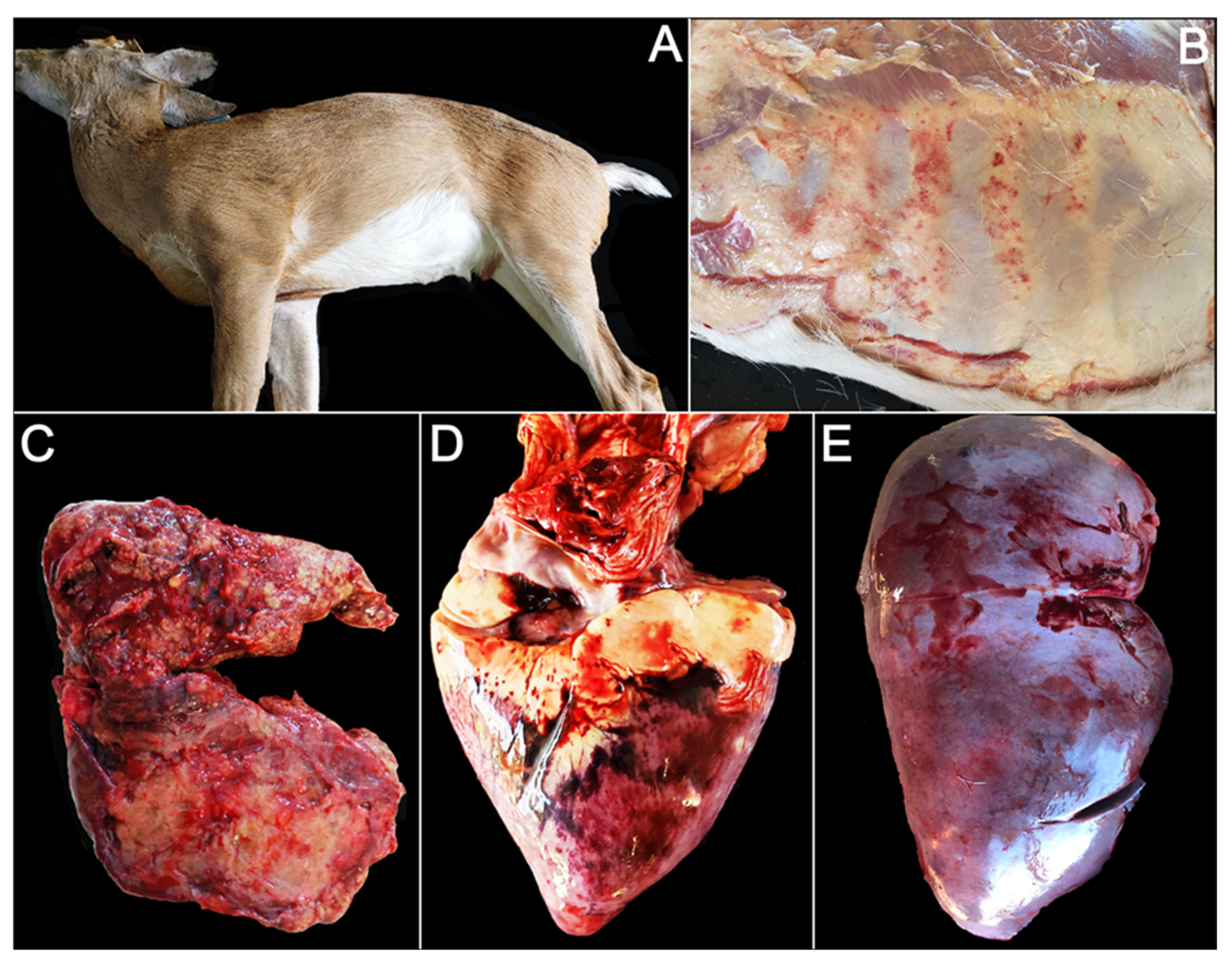 Viruses 14 01012 g001 Viruses 14 01012 g001