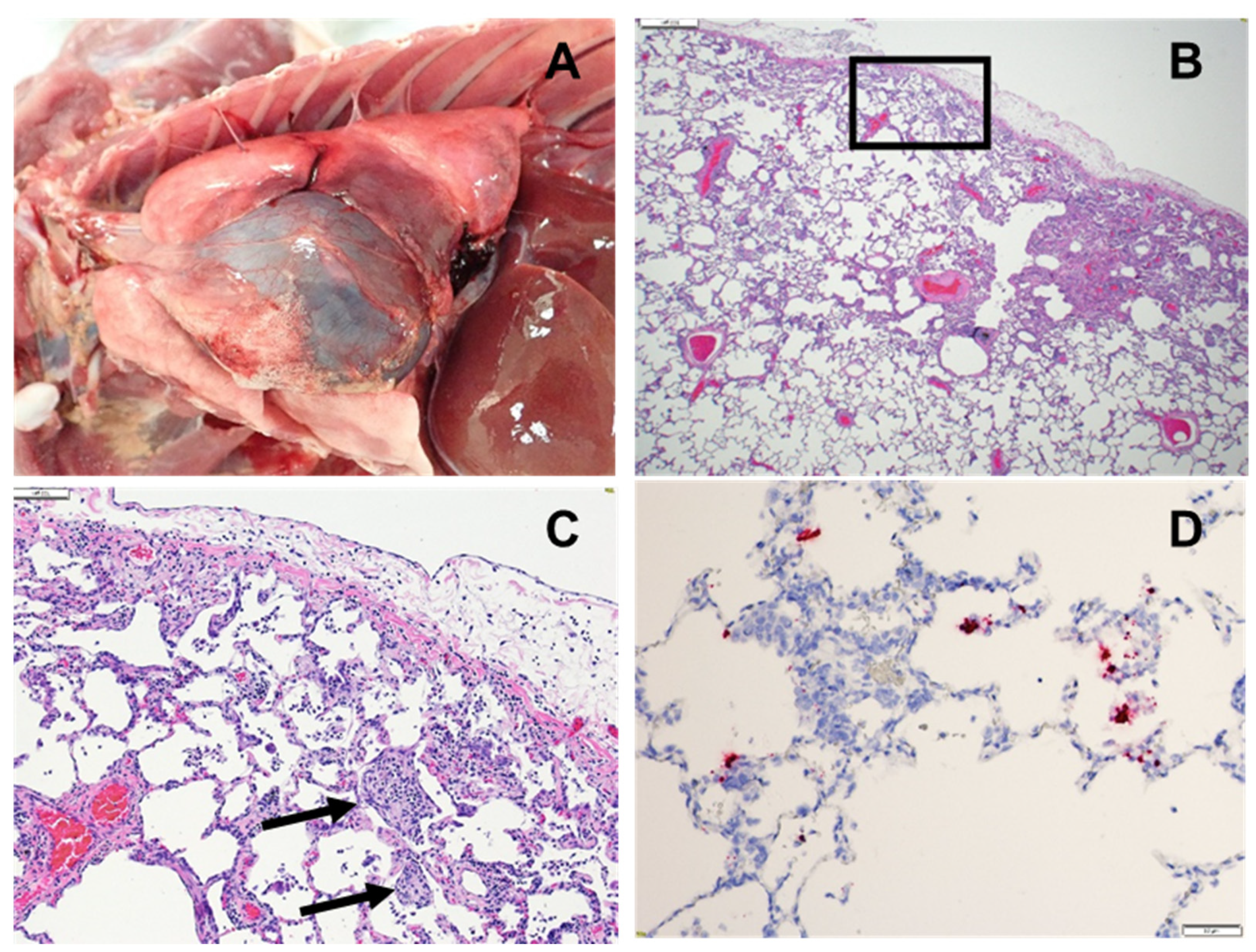 Viruses 14 01013 g006 550