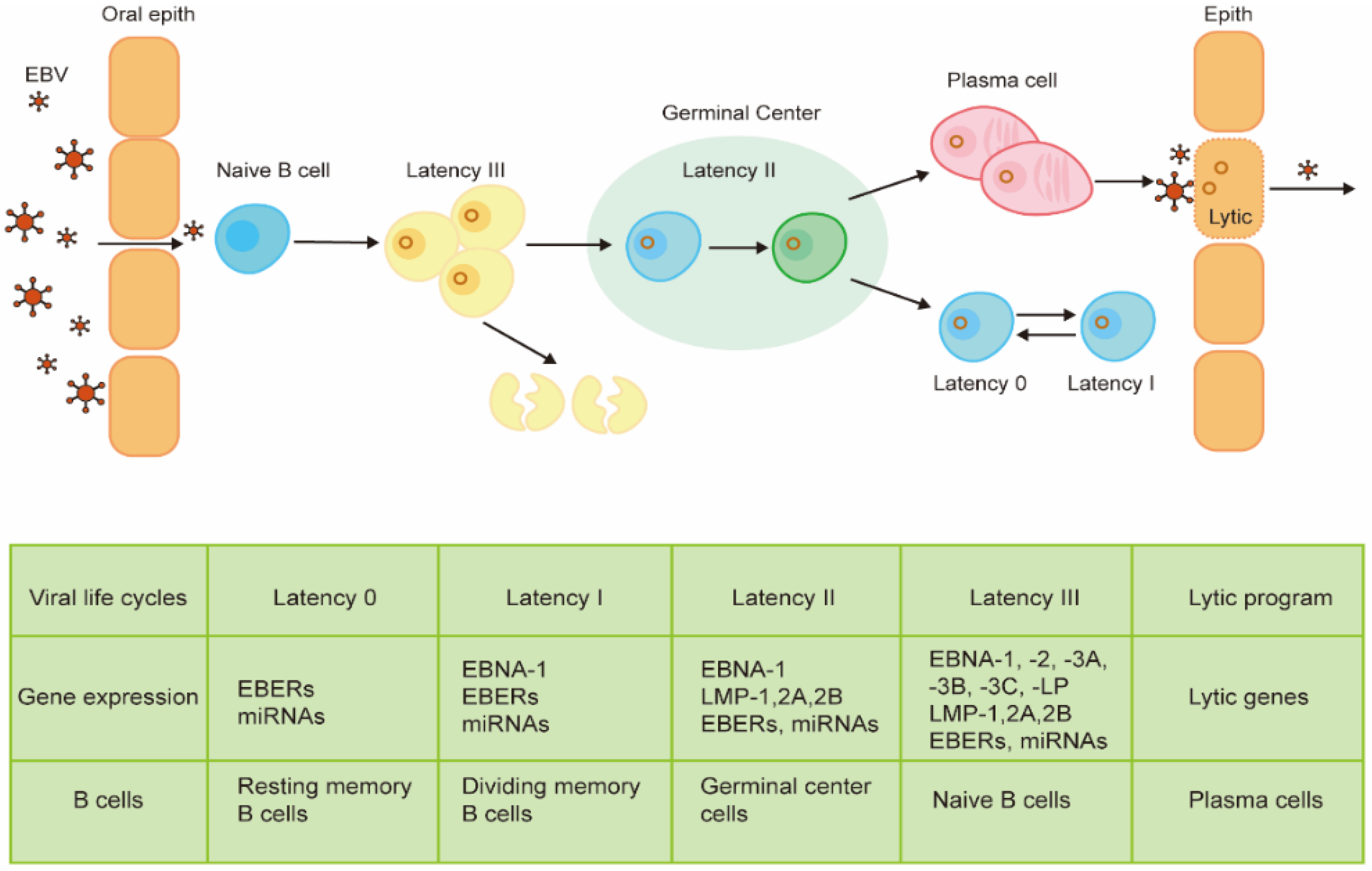 Viruses 14 01017 g001 Viruses 14 01017 g001