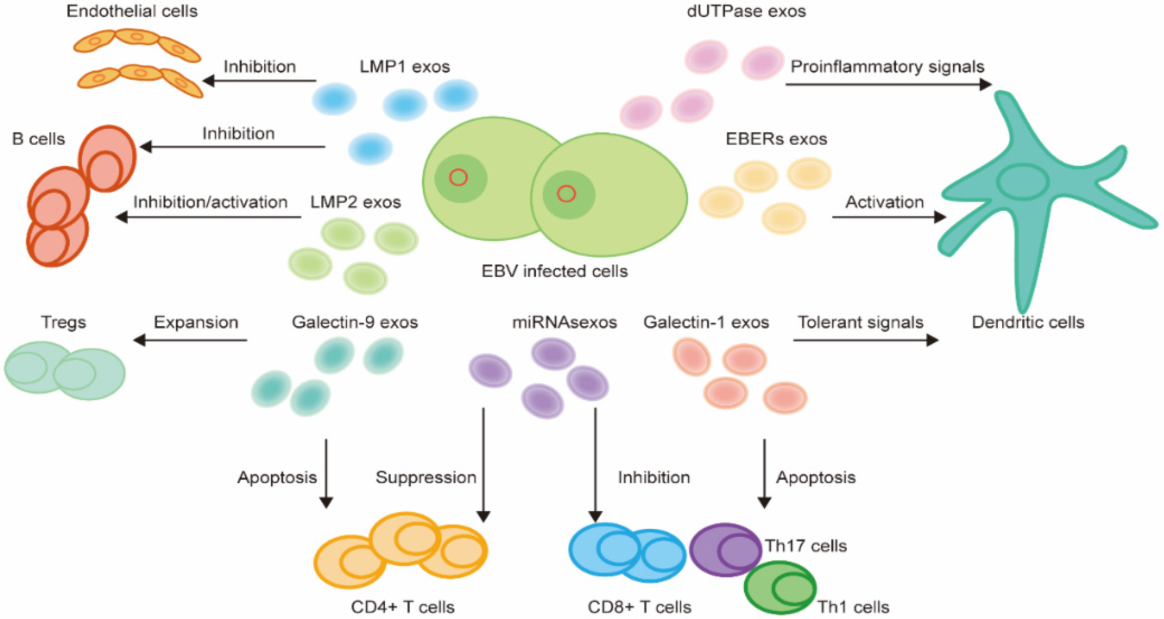 Viruses 14 01017 g003 Viruses 14 01017 g003