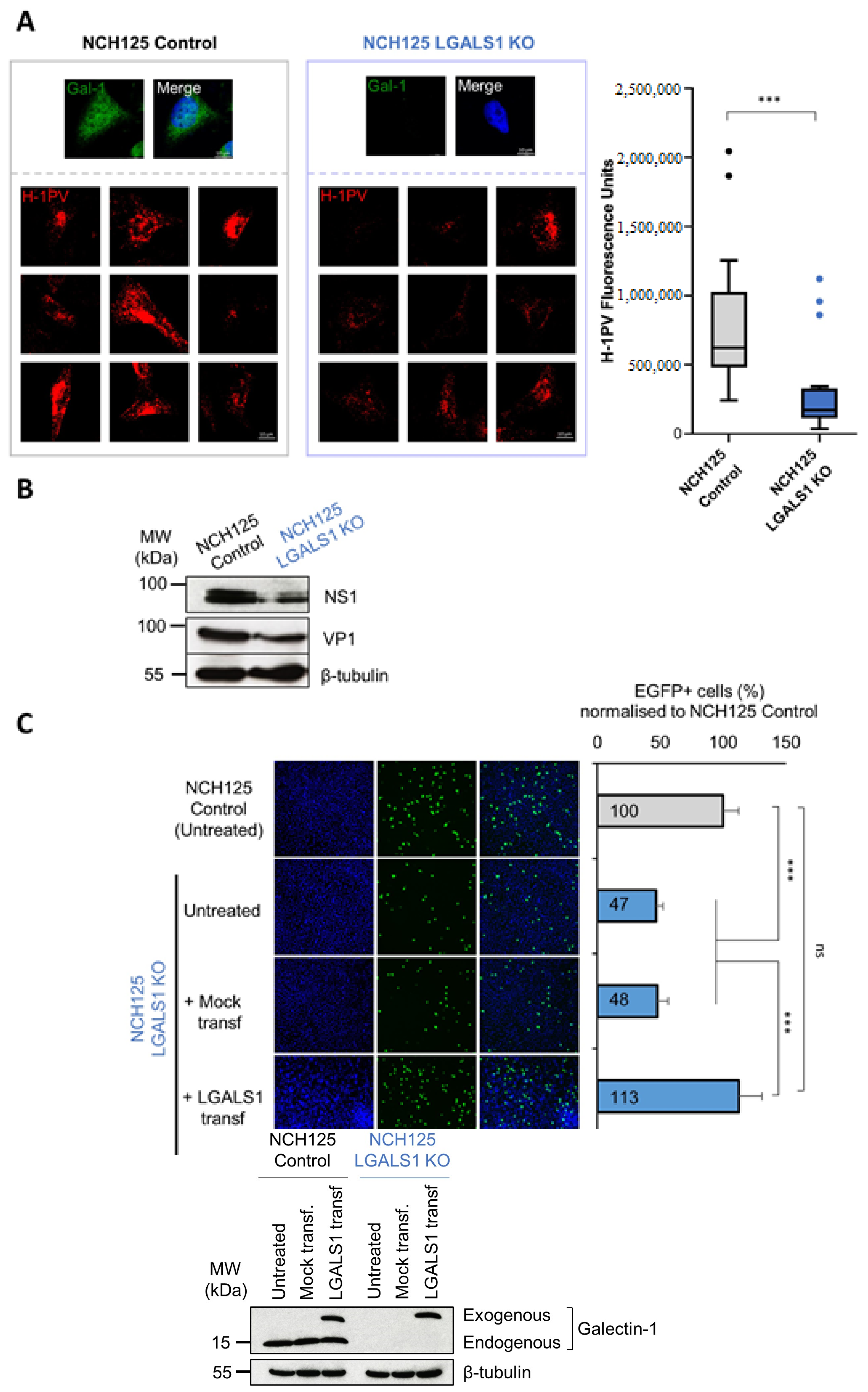 Viruses 14 01018 g003 550