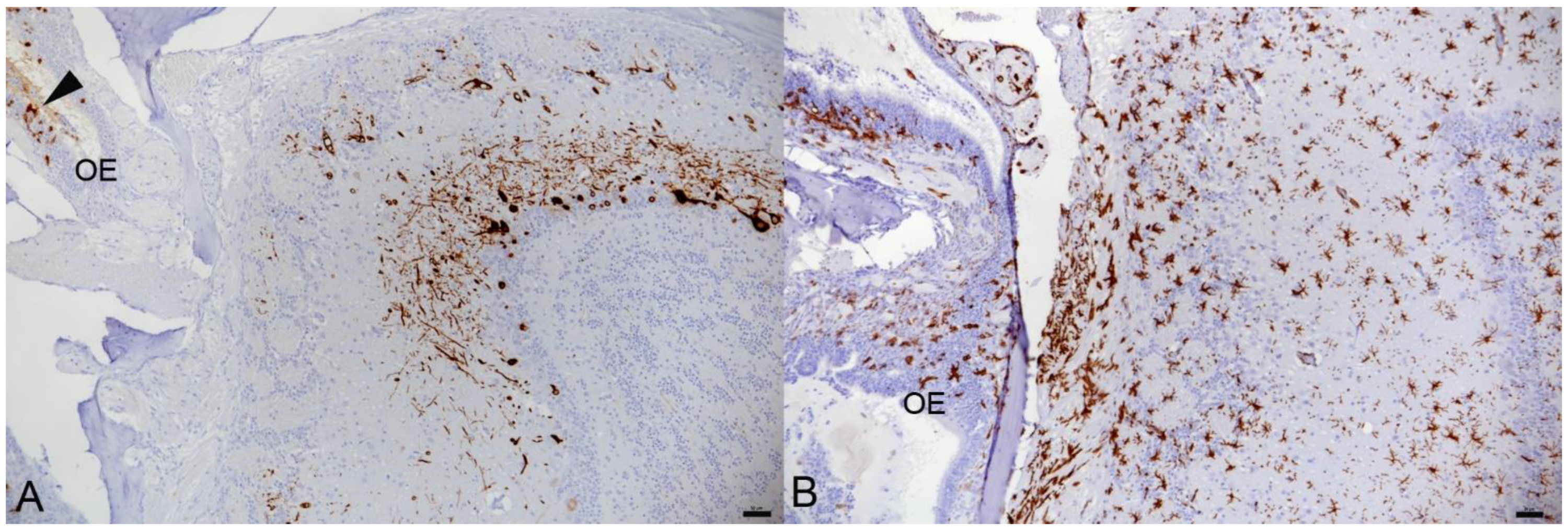 Viruses 14 01020 g002
