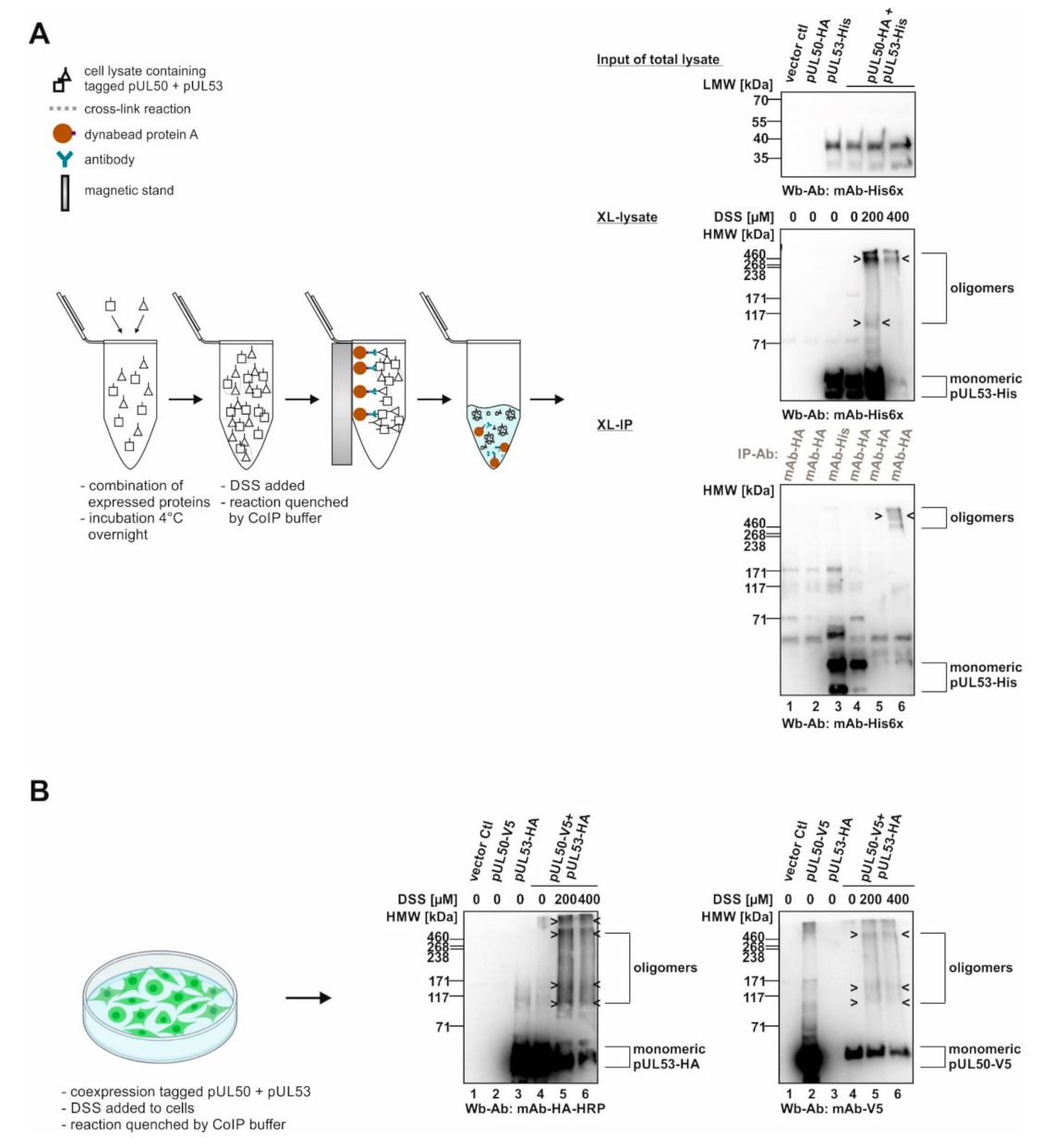 Viruses 14 01021 g001