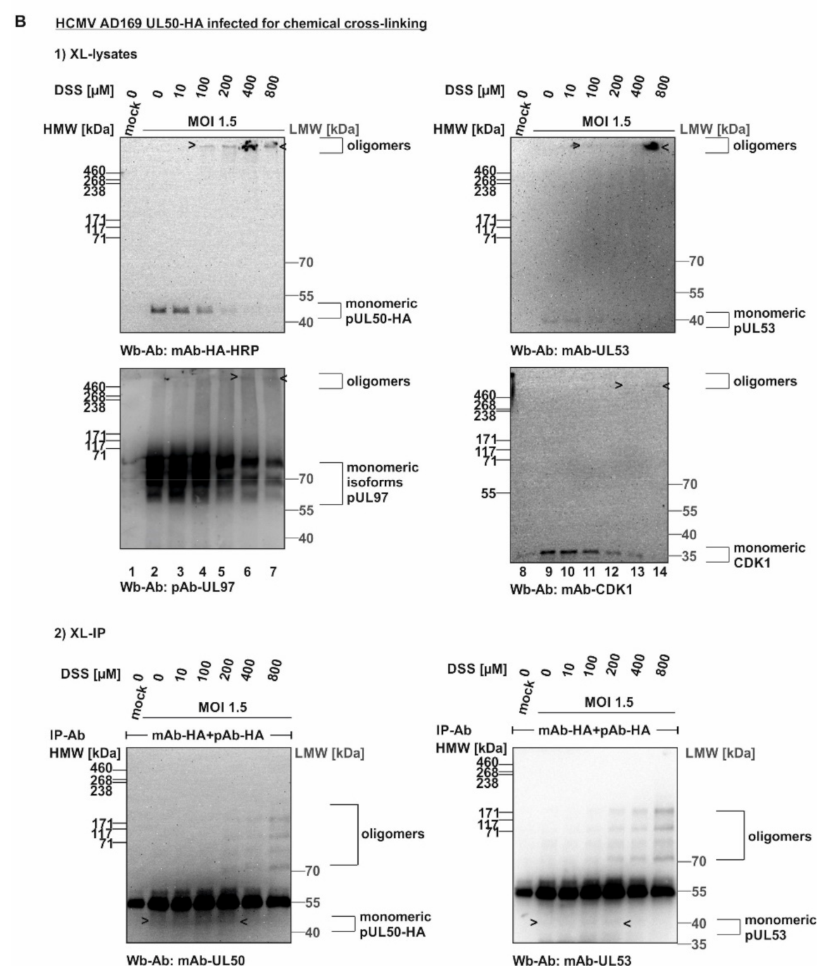 Viruses 14 01021 g002b