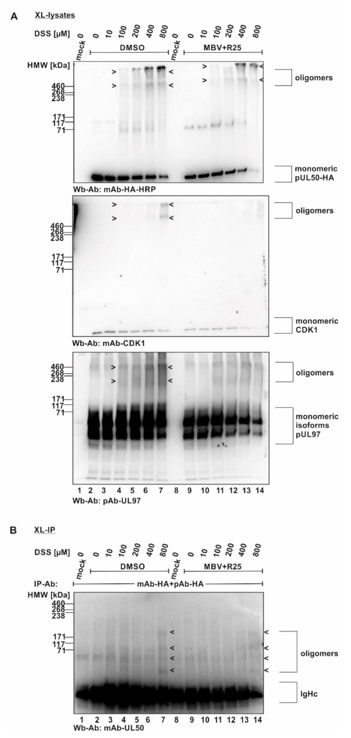 Viruses 14 01021 g006