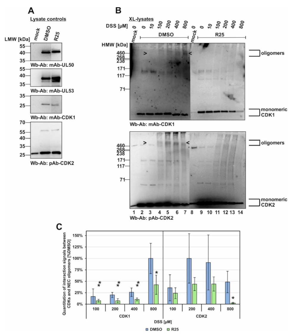 Viruses 14 01021 g007