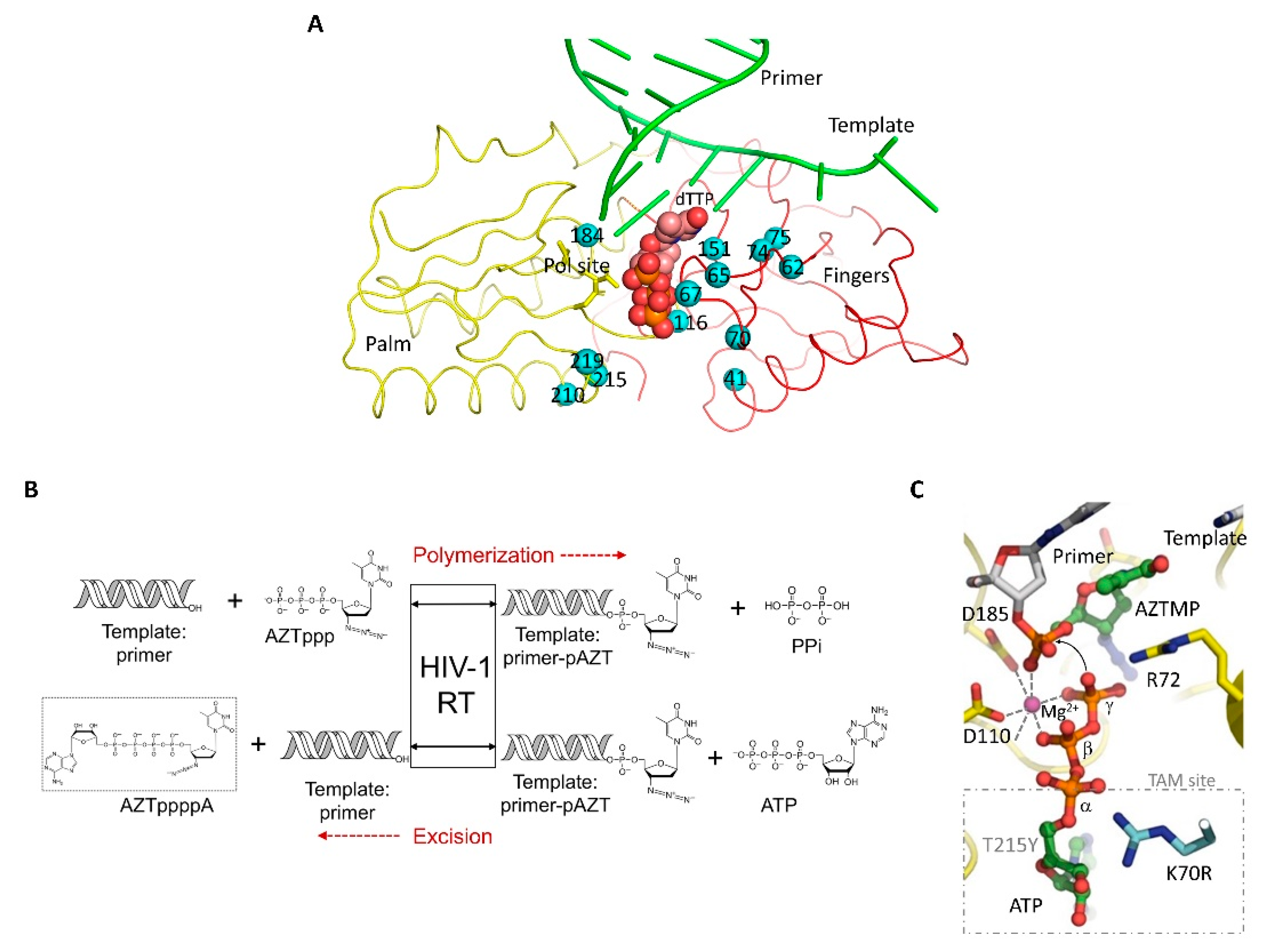 Viruses 14 01027 g004 550