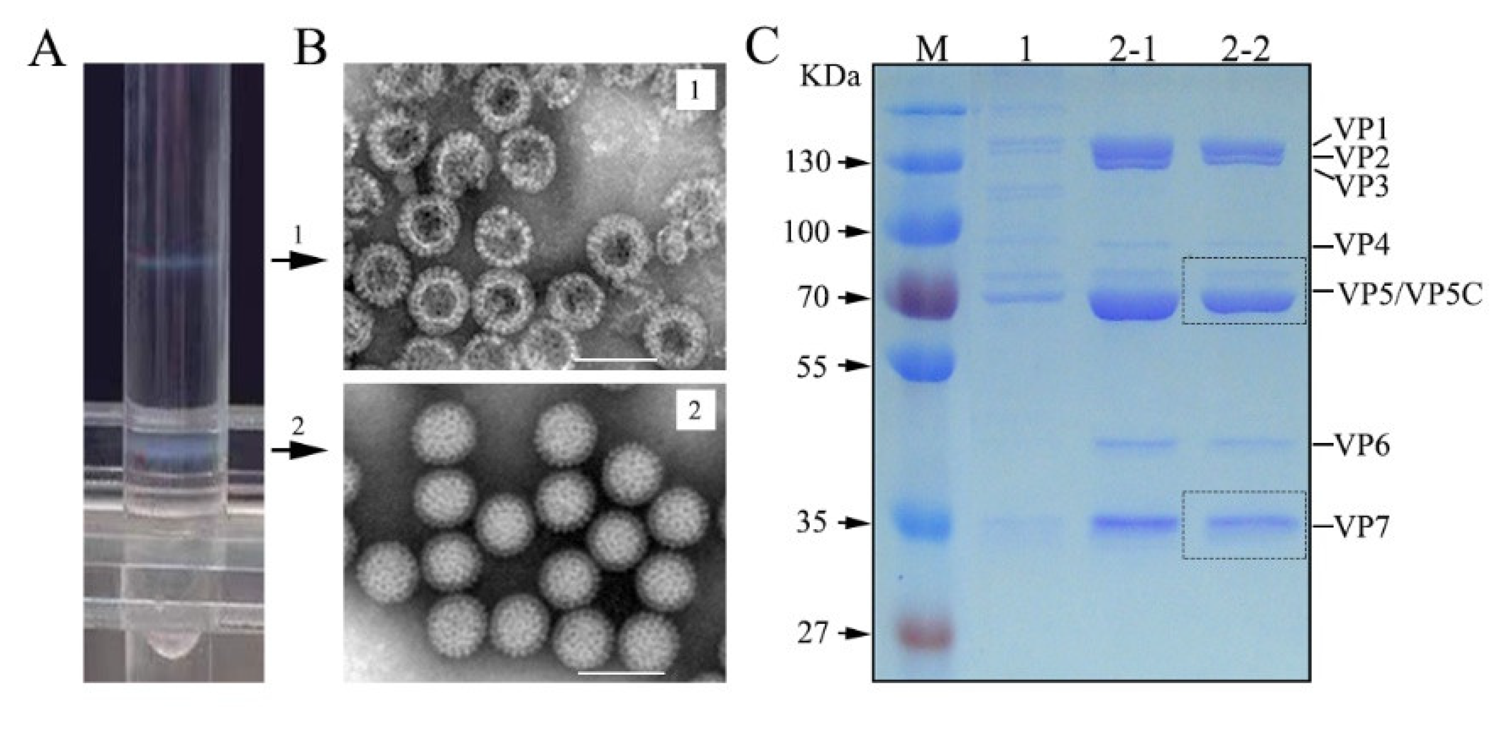Viruses Free Full Text Molecular Characterization Of Outer Capsid Proteins Vp5 And Vp7 Of Grass Carp Reovirus Html Viruses Free Full Text Molecular Characterization Of Outer Capsid Proteins Vp5 And Vp7 Of Grass Carp Reovirus Html
