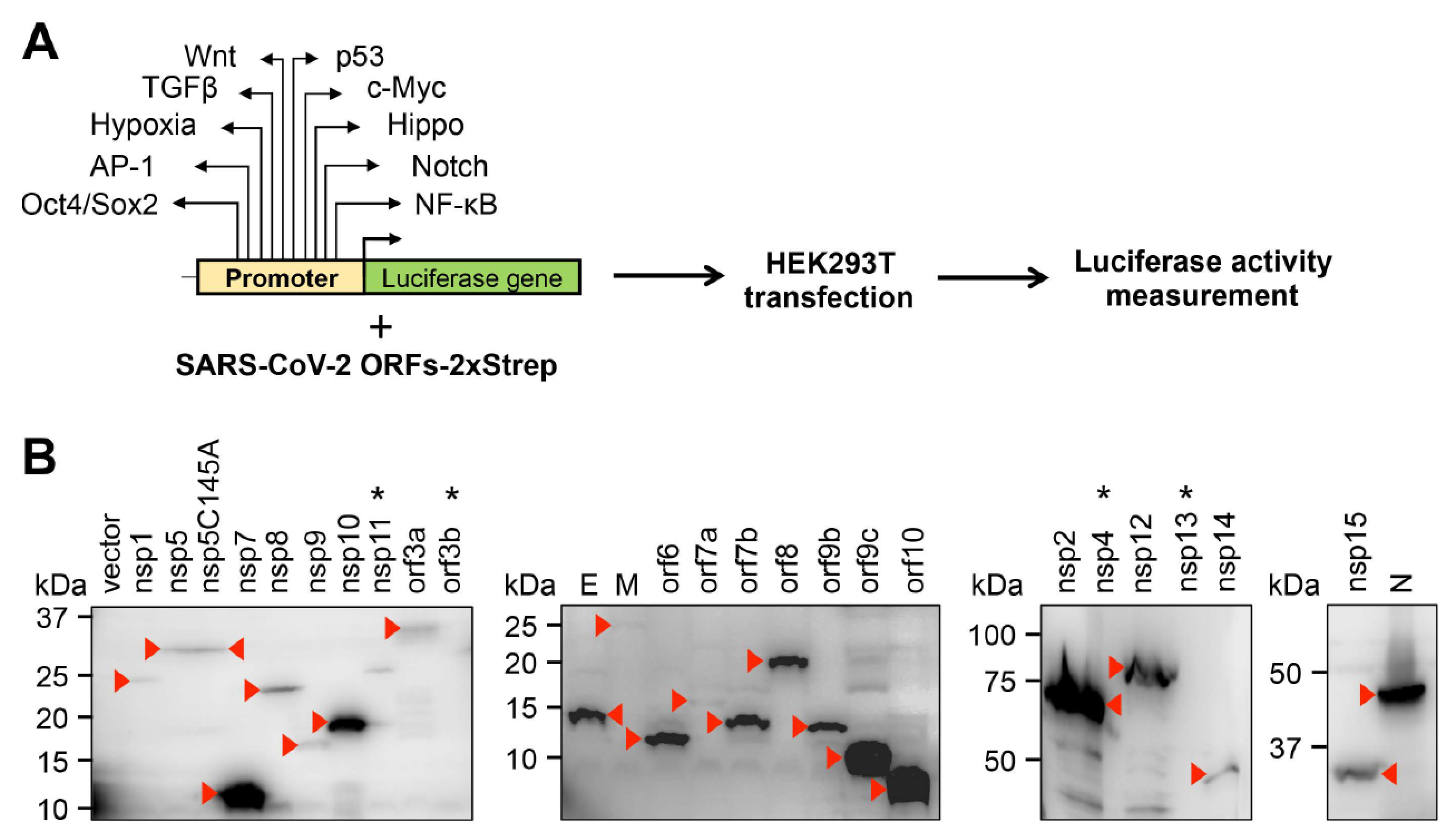 Viruses 14 01039 g001
