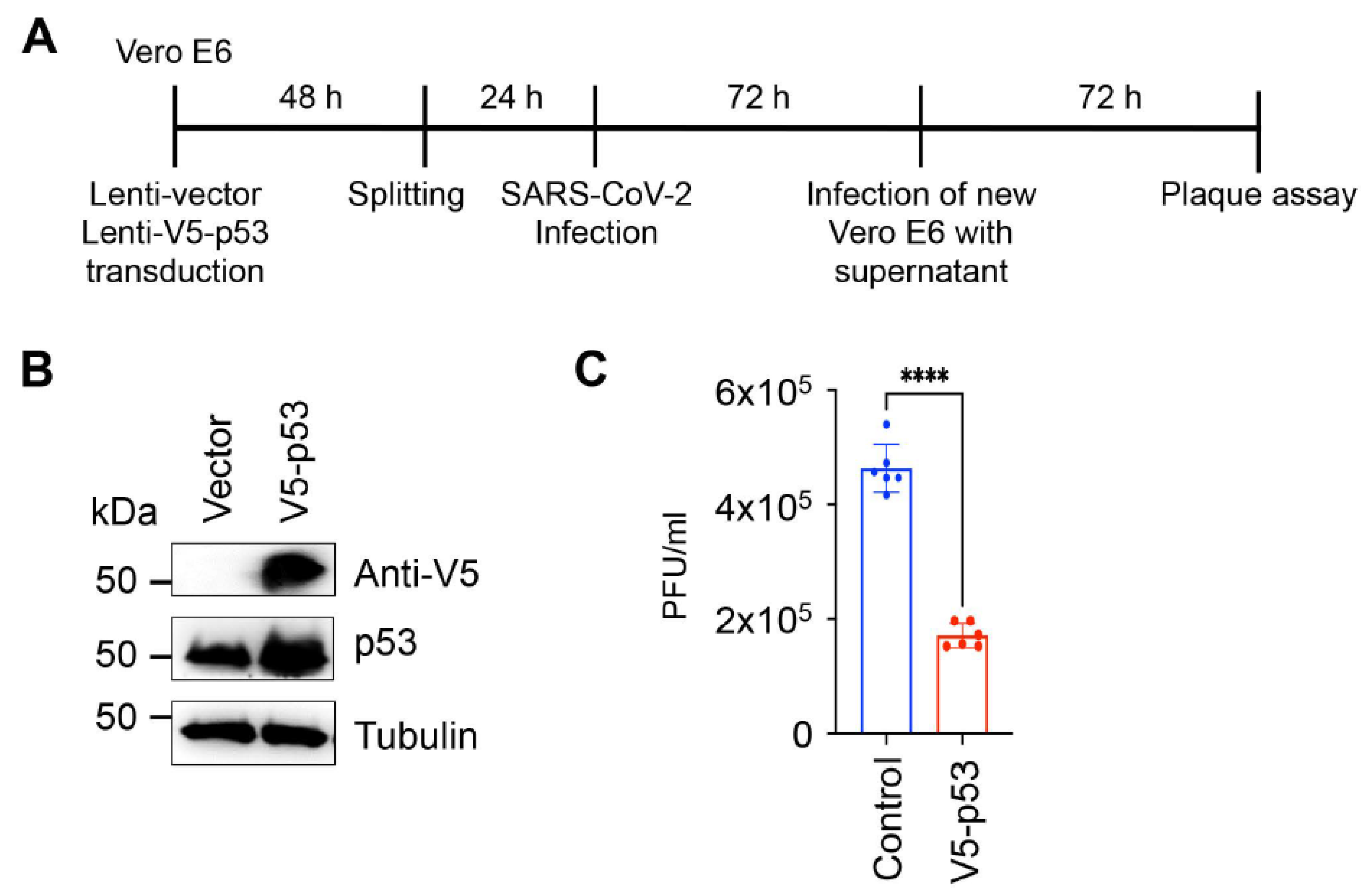 Viruses 14 01039 g003