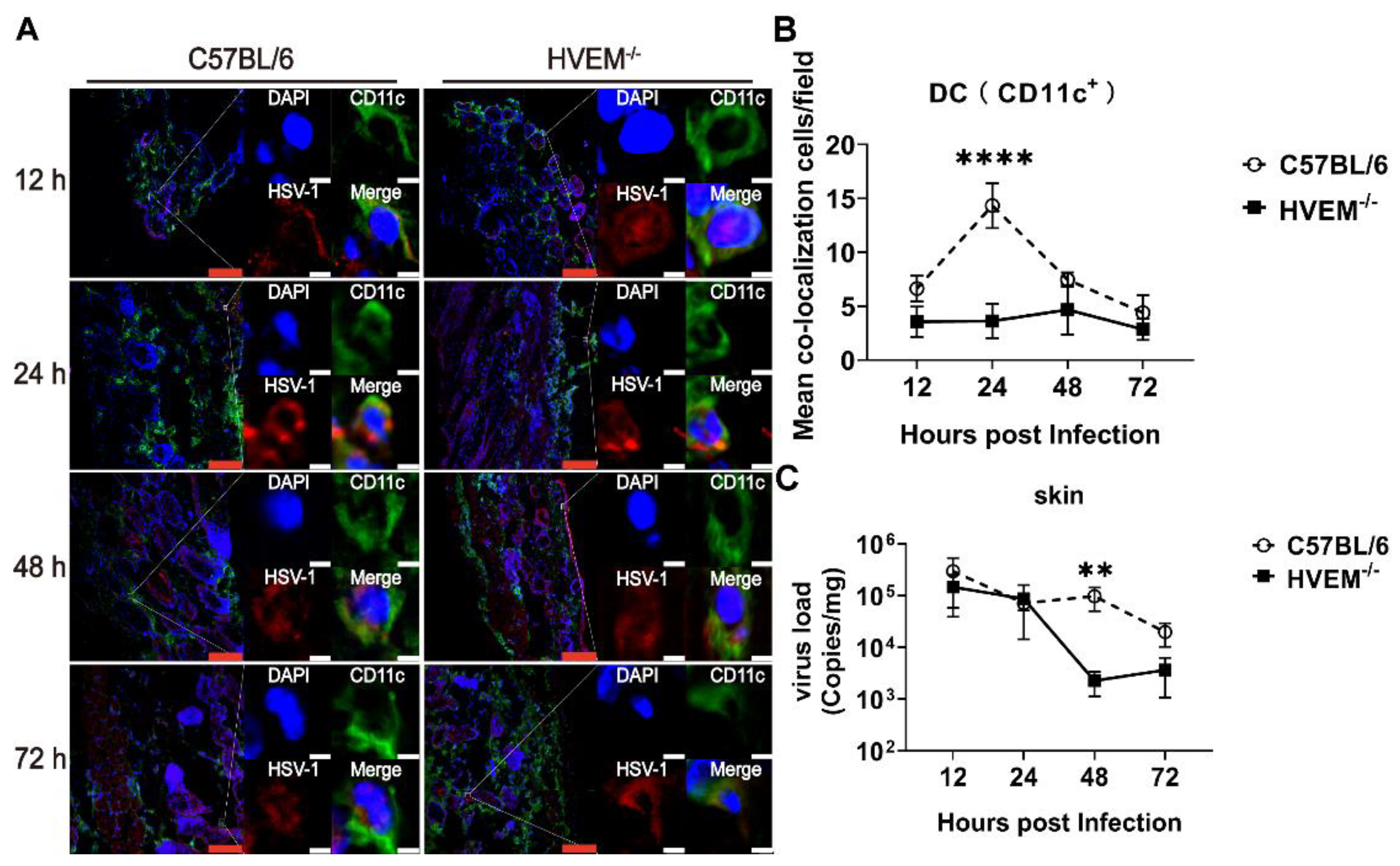 Viruses 14 01046 g002 Viruses 14 01046 g002