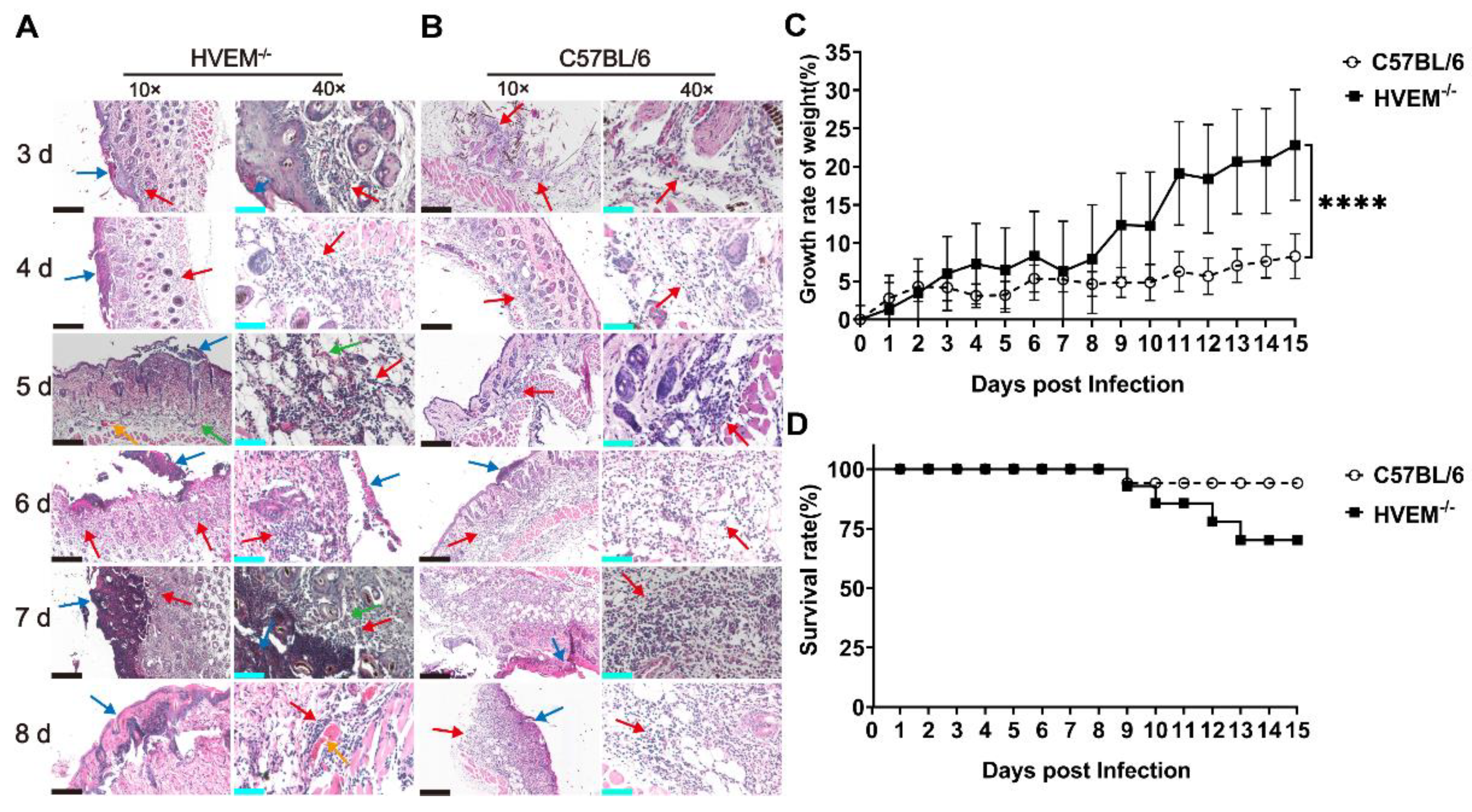 Viruses 14 01046 g004 Viruses 14 01046 g004