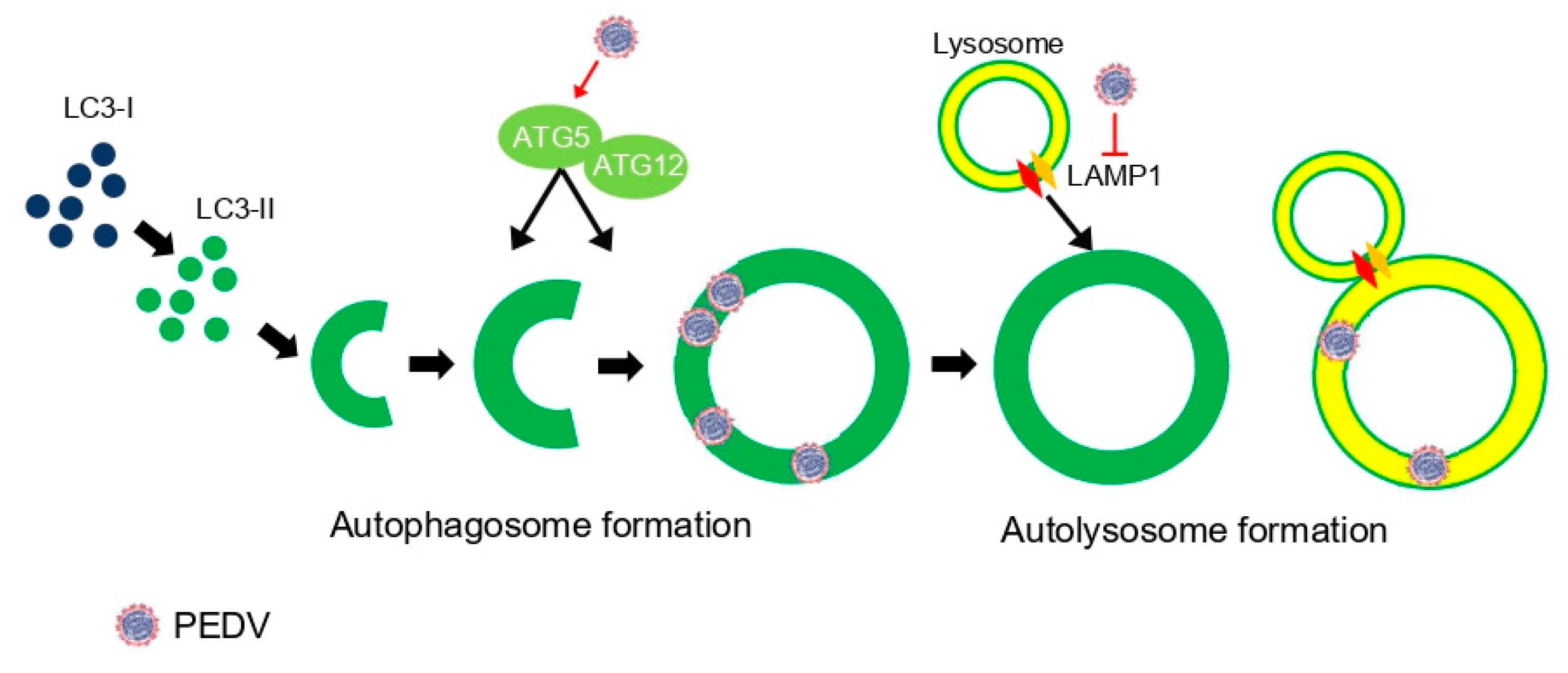 Viruses 14 01050 g008
