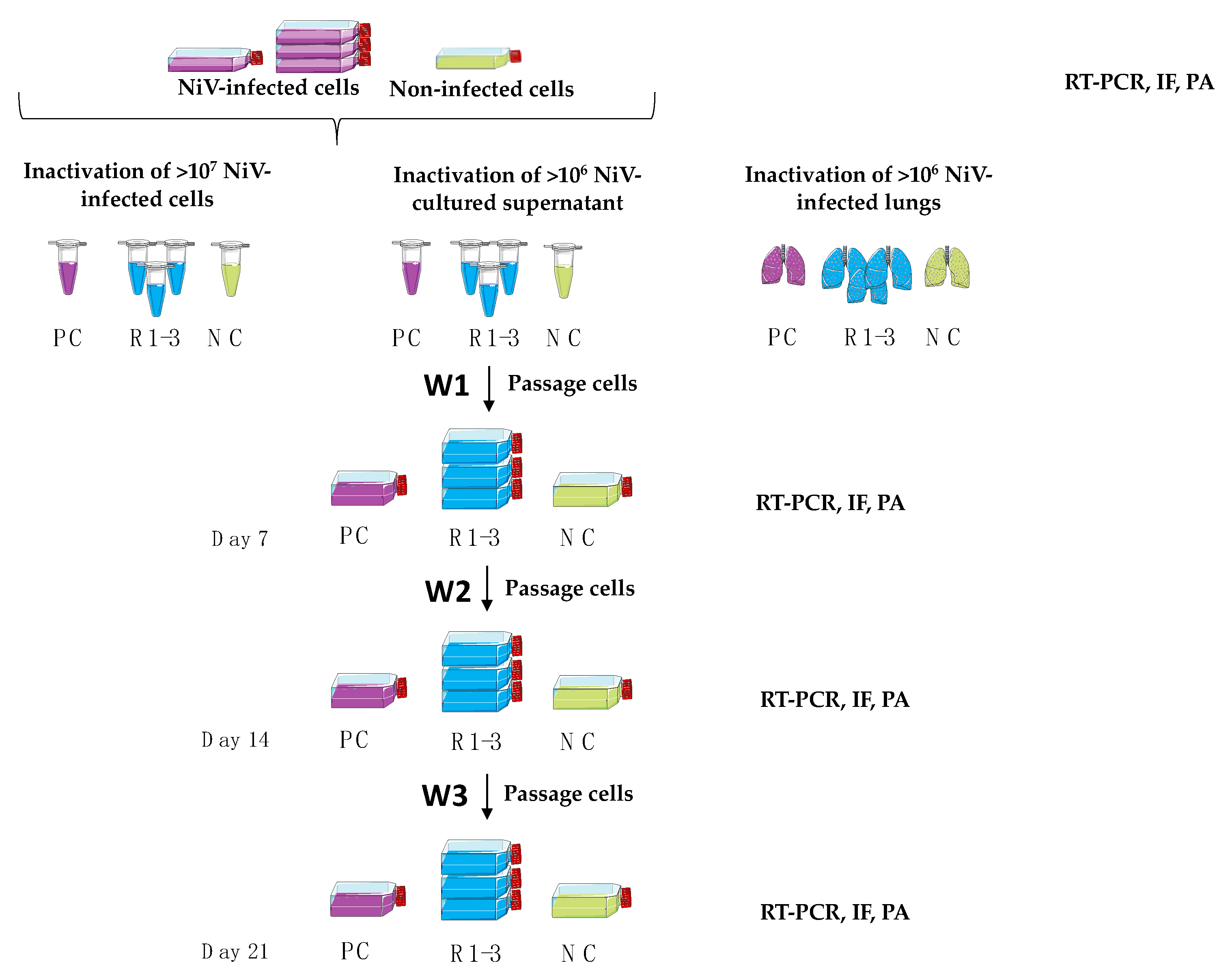 Viruses 14 01052 g003 550