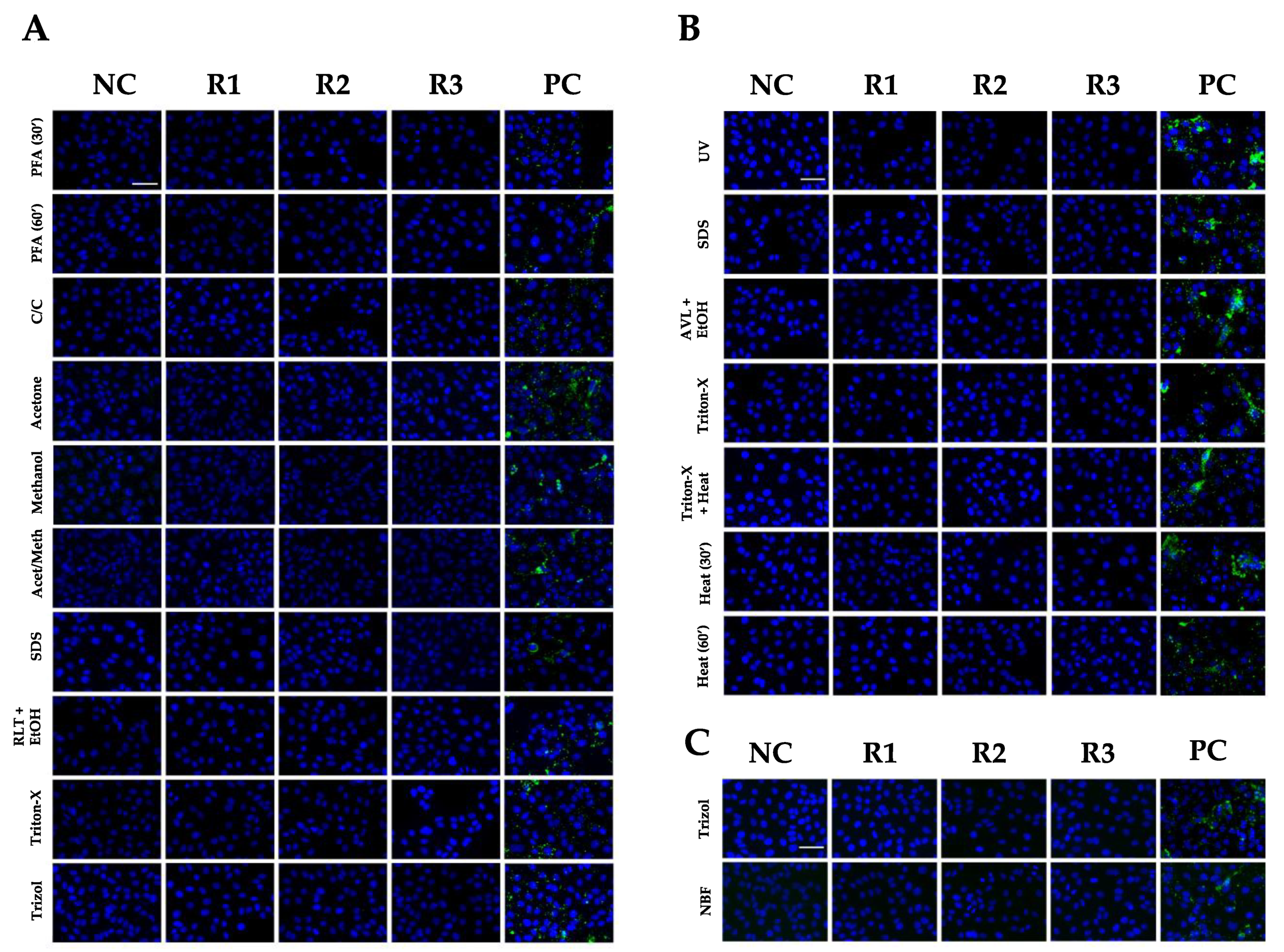 Viruses 14 01052 g005 550