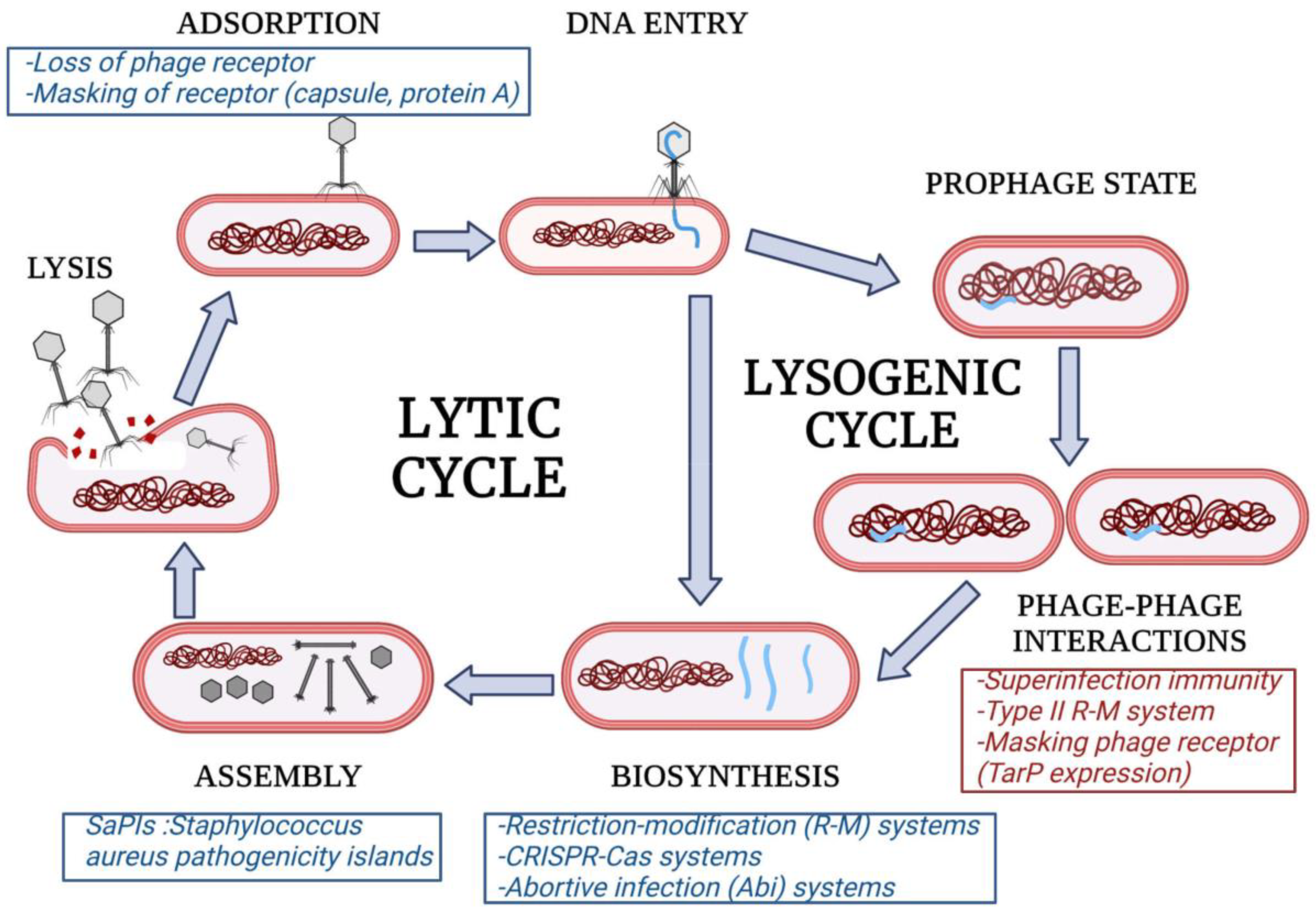 Viruses 14 01061 g001 550