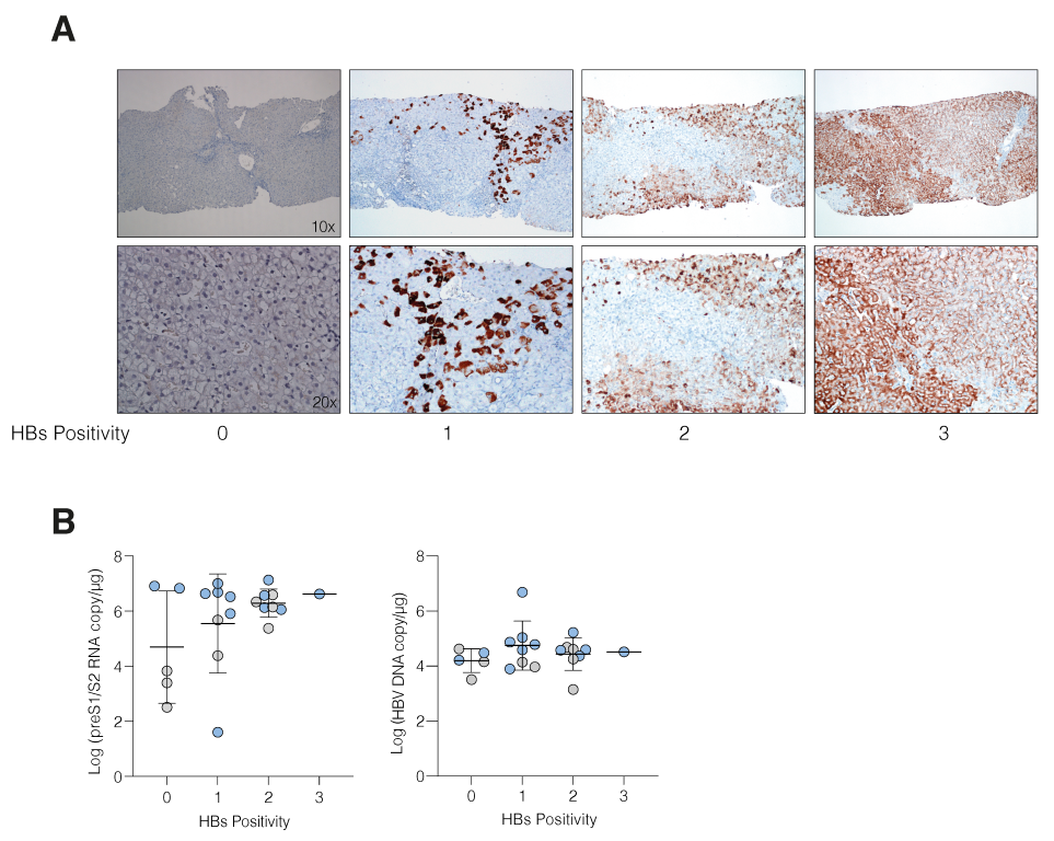 Viruses 14 01070 g004