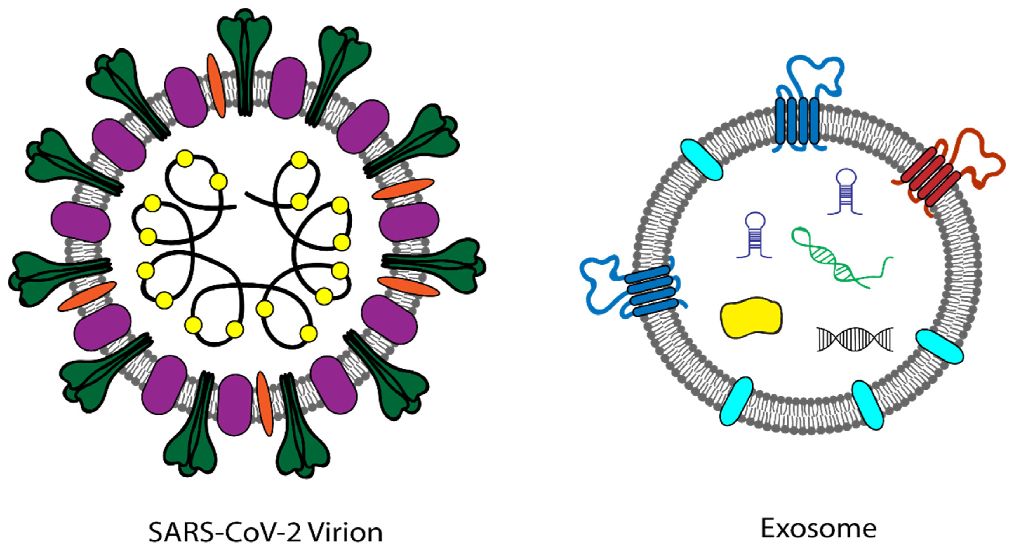 Viruses 14 01083 g001a