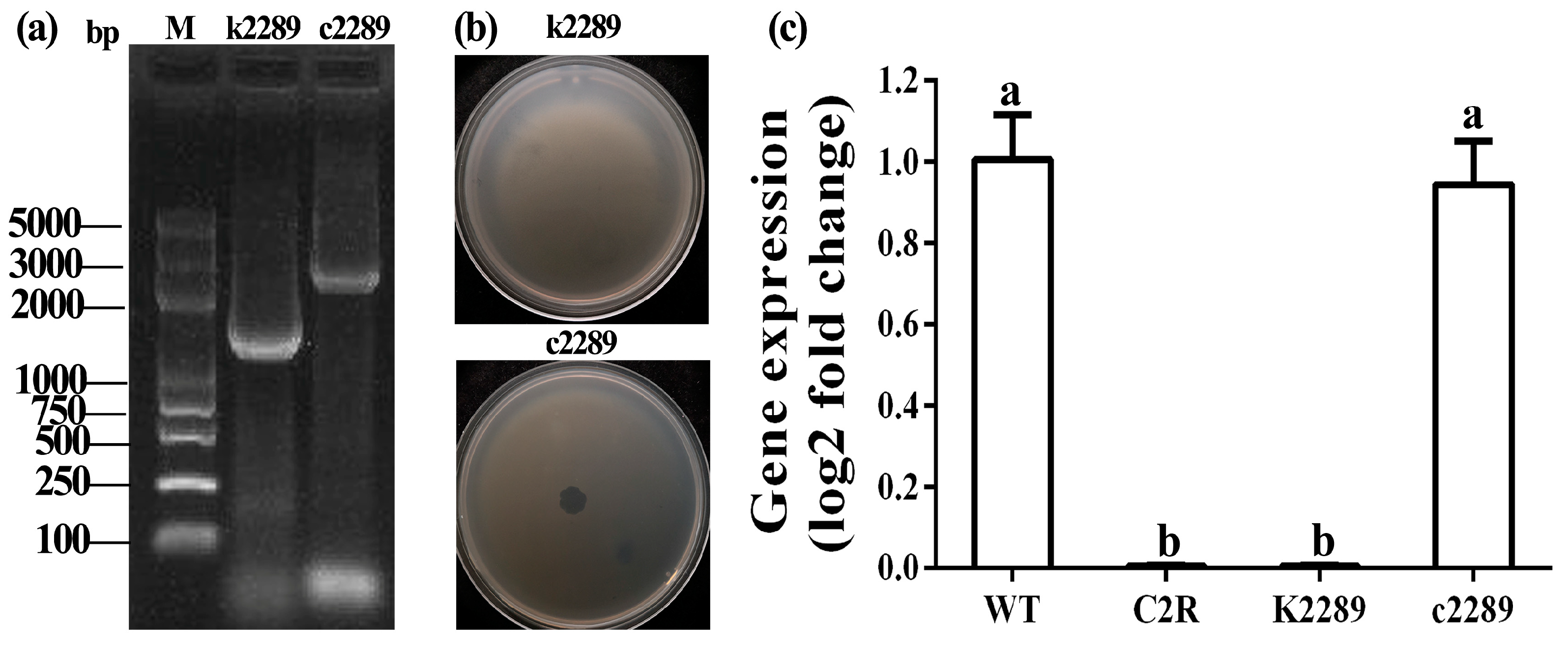 Viruses 14 01088 g004 550