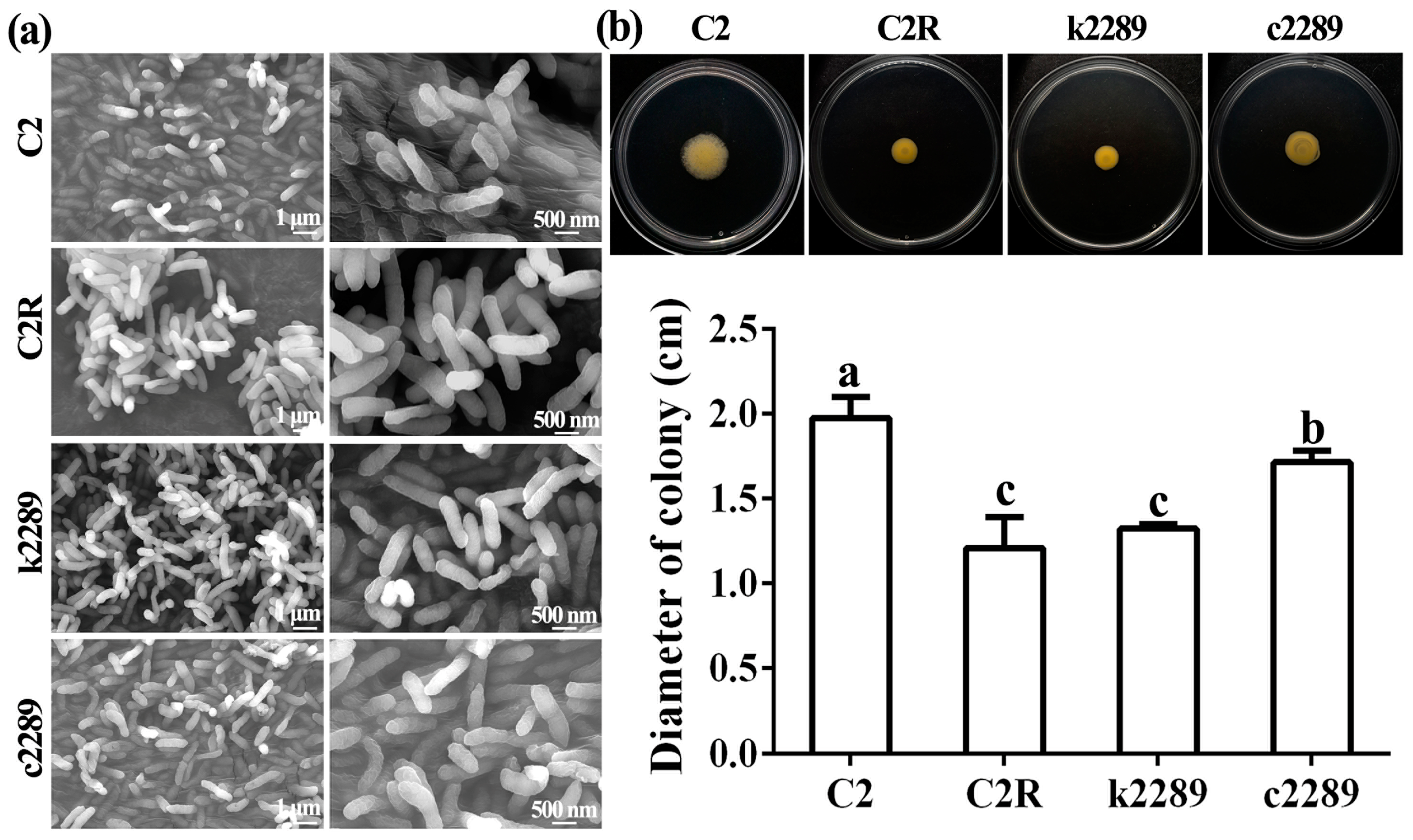 Viruses 14 01088 g006 550