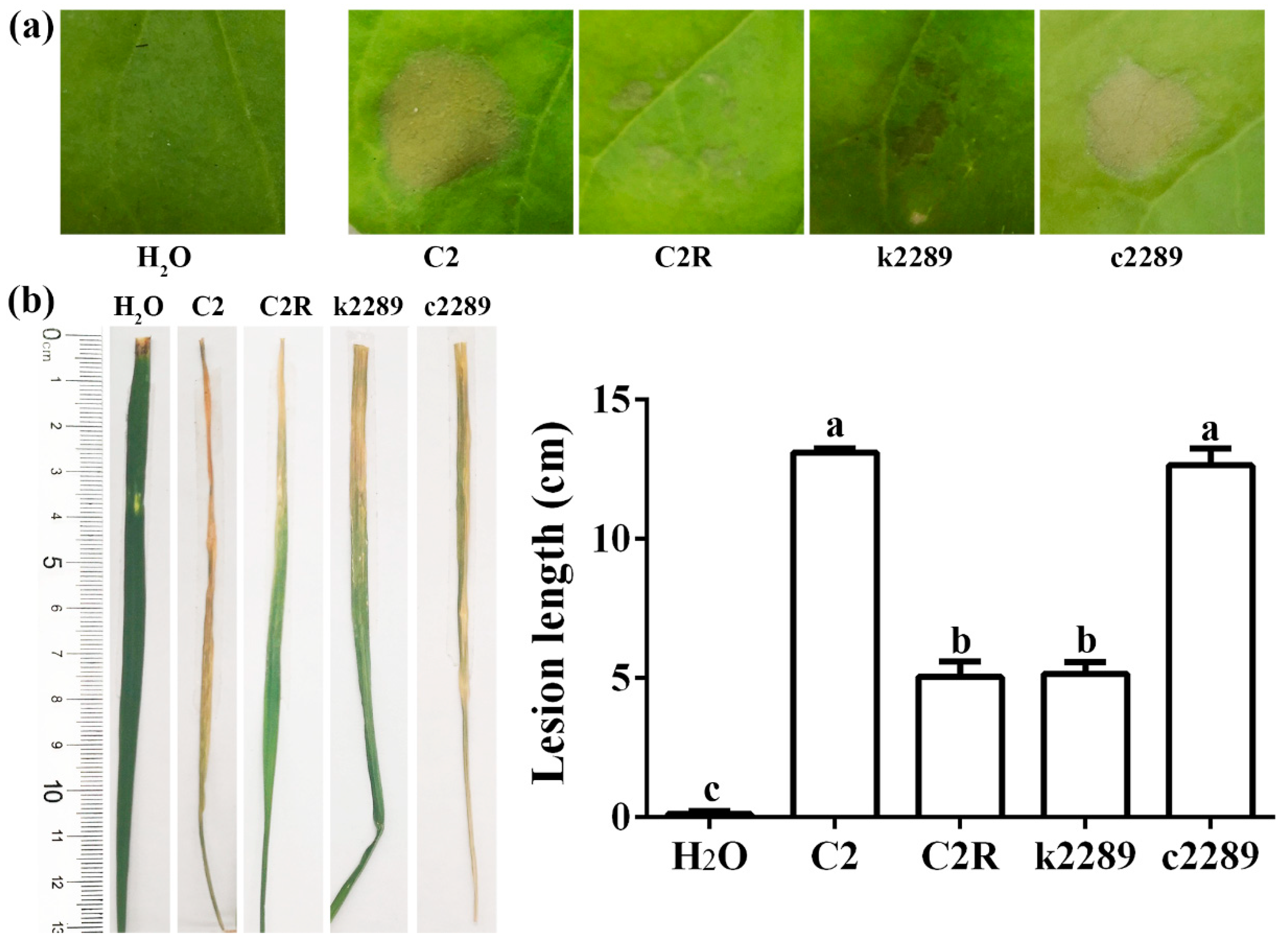 Viruses 14 01088 g008 550