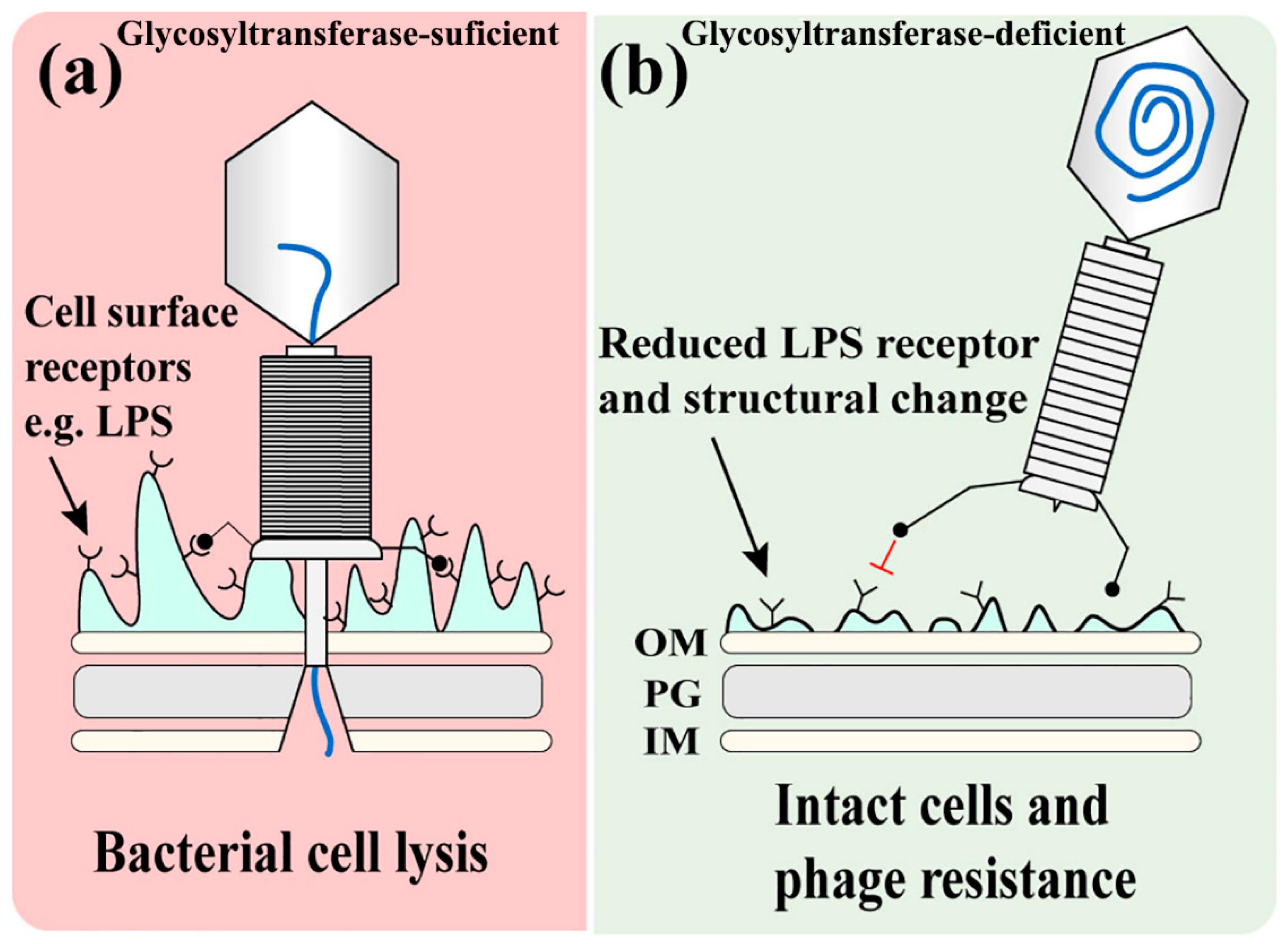 Viruses 14 01088 g009 550