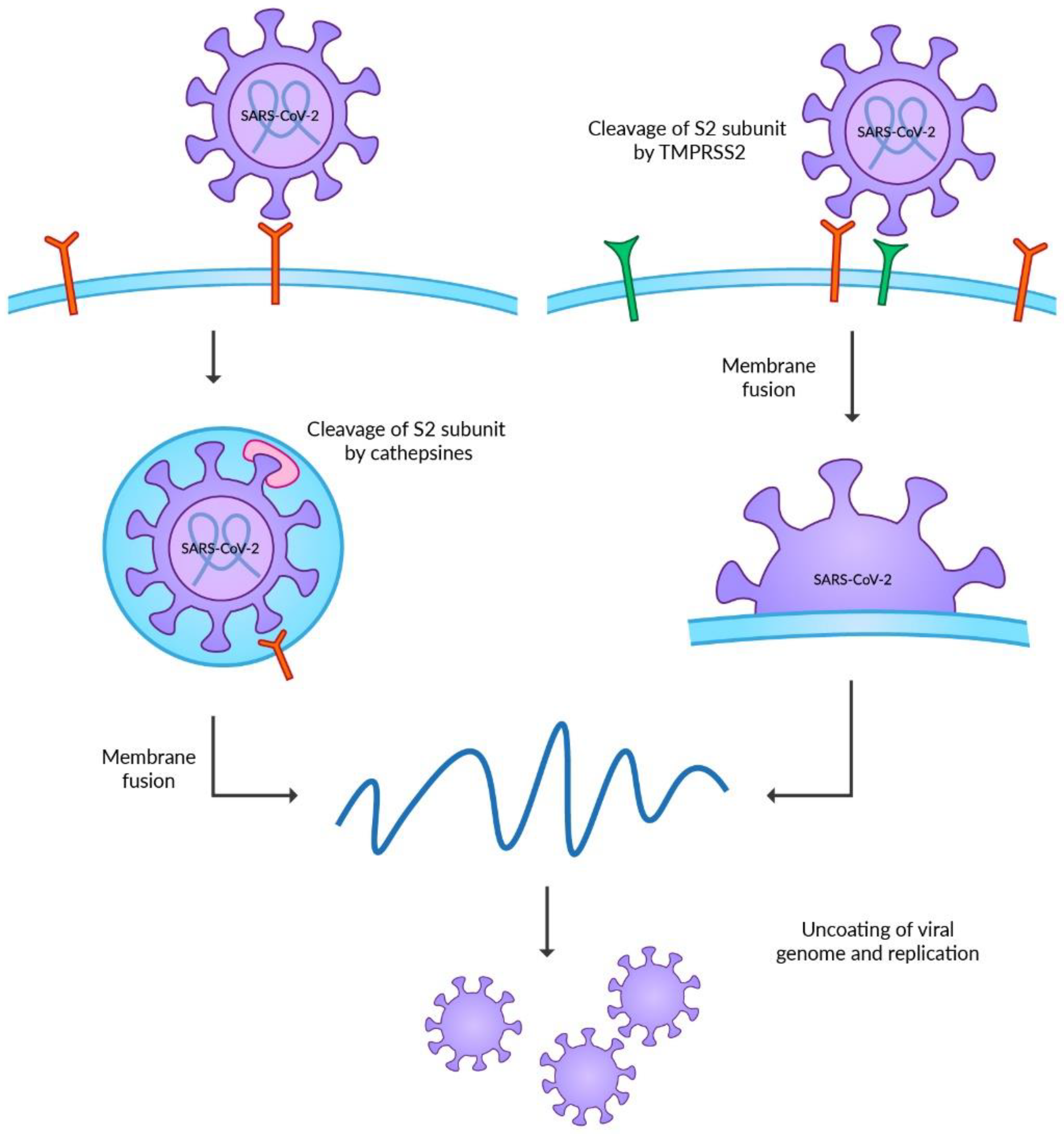 Viruses | Free Full-Text | Human Cell Organelles in SARS-CoV-2 Infection: An Up-to-Date Overview Viruses | Free Full-Text | Human Cell Organelles in SARS-CoV-2 Infection: An Up-to-Date Overview