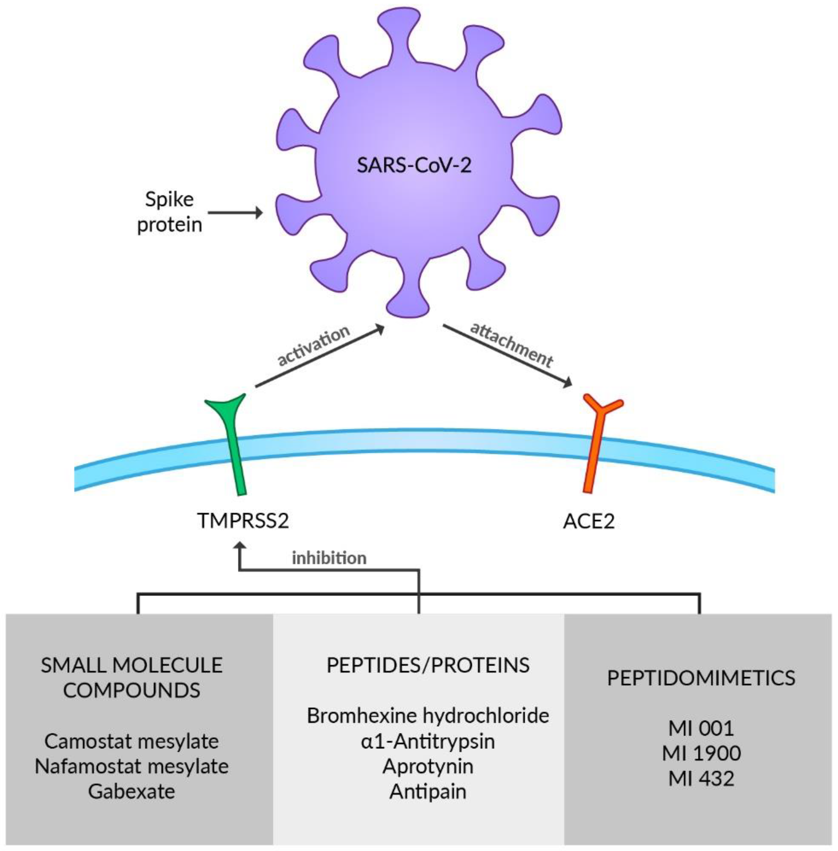 Viruses 14 01092 g002