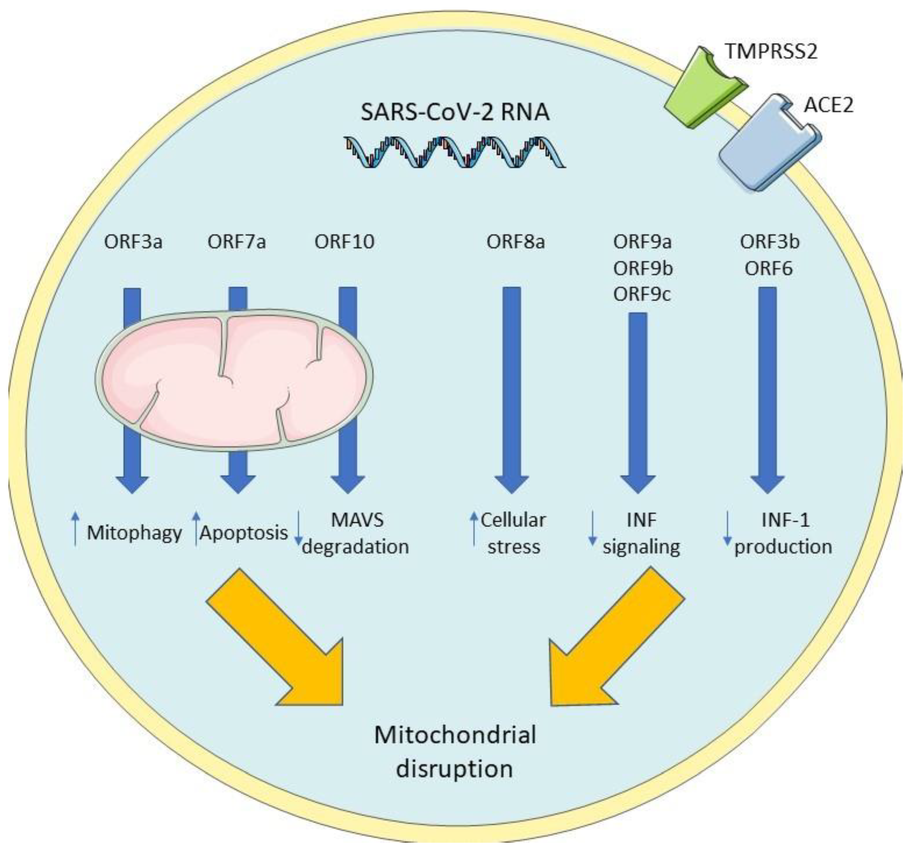 Viruses 14 01092 g004