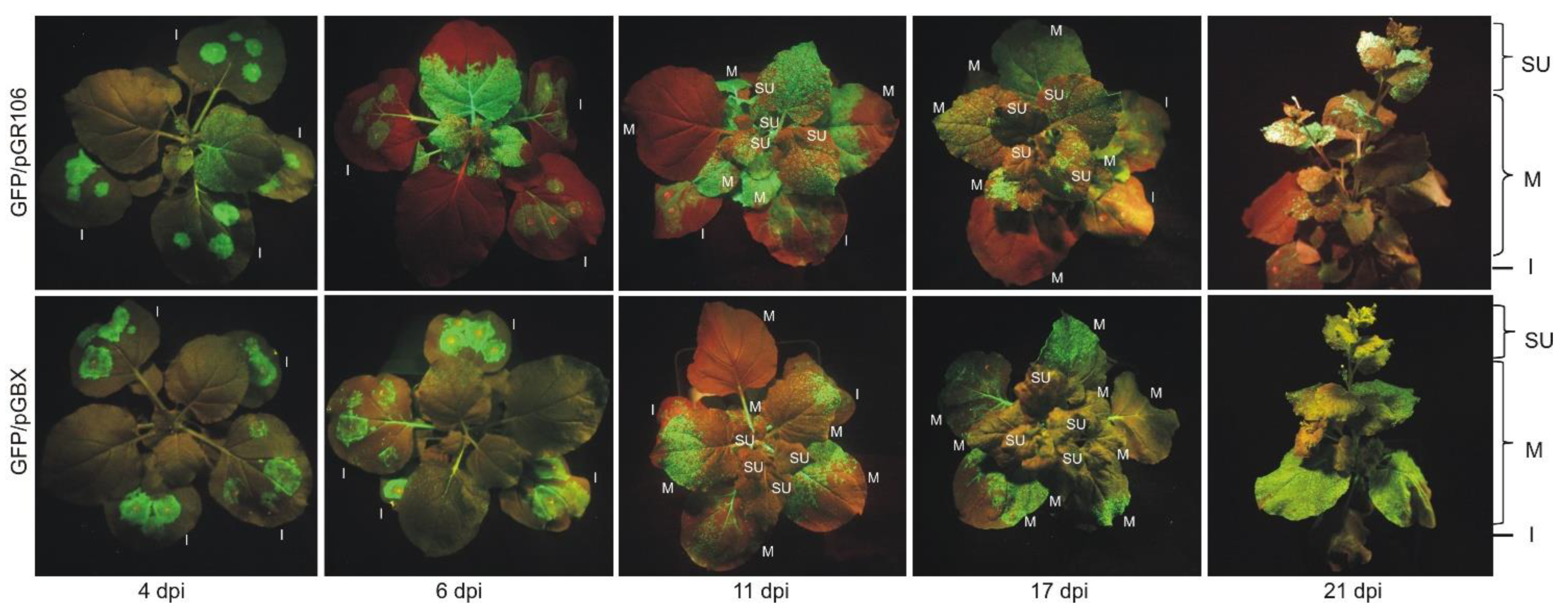 Viruses 14 01099 g002 550