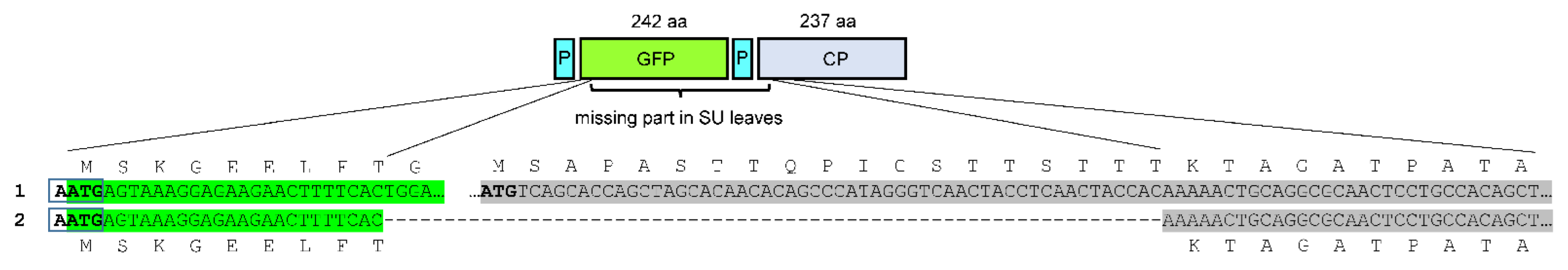 Viruses 14 01099 g004 550