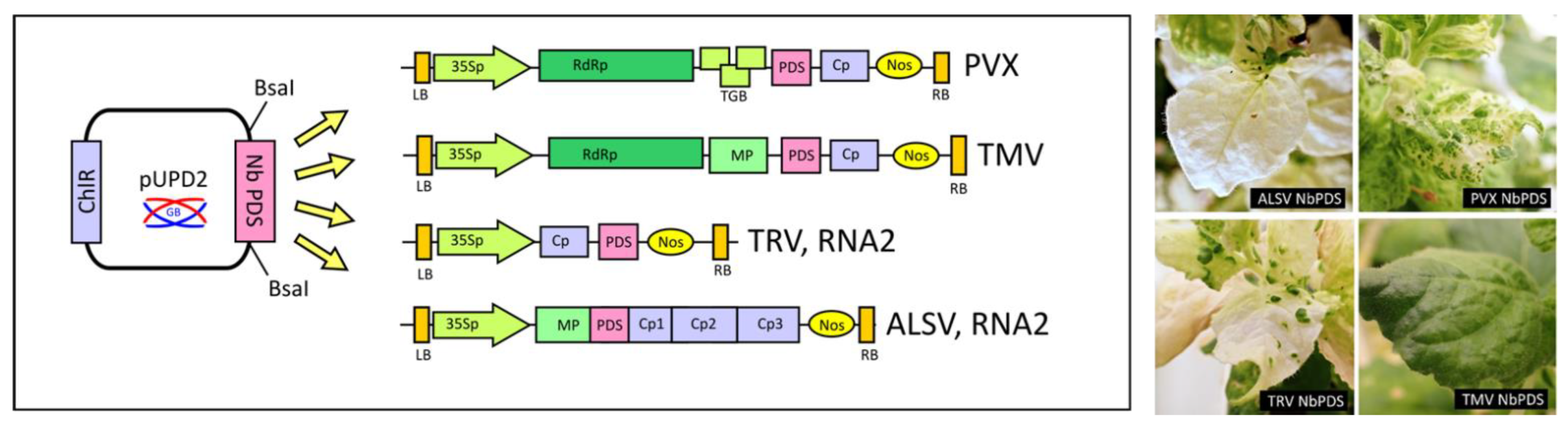 Viruses 14 01099 g005 550