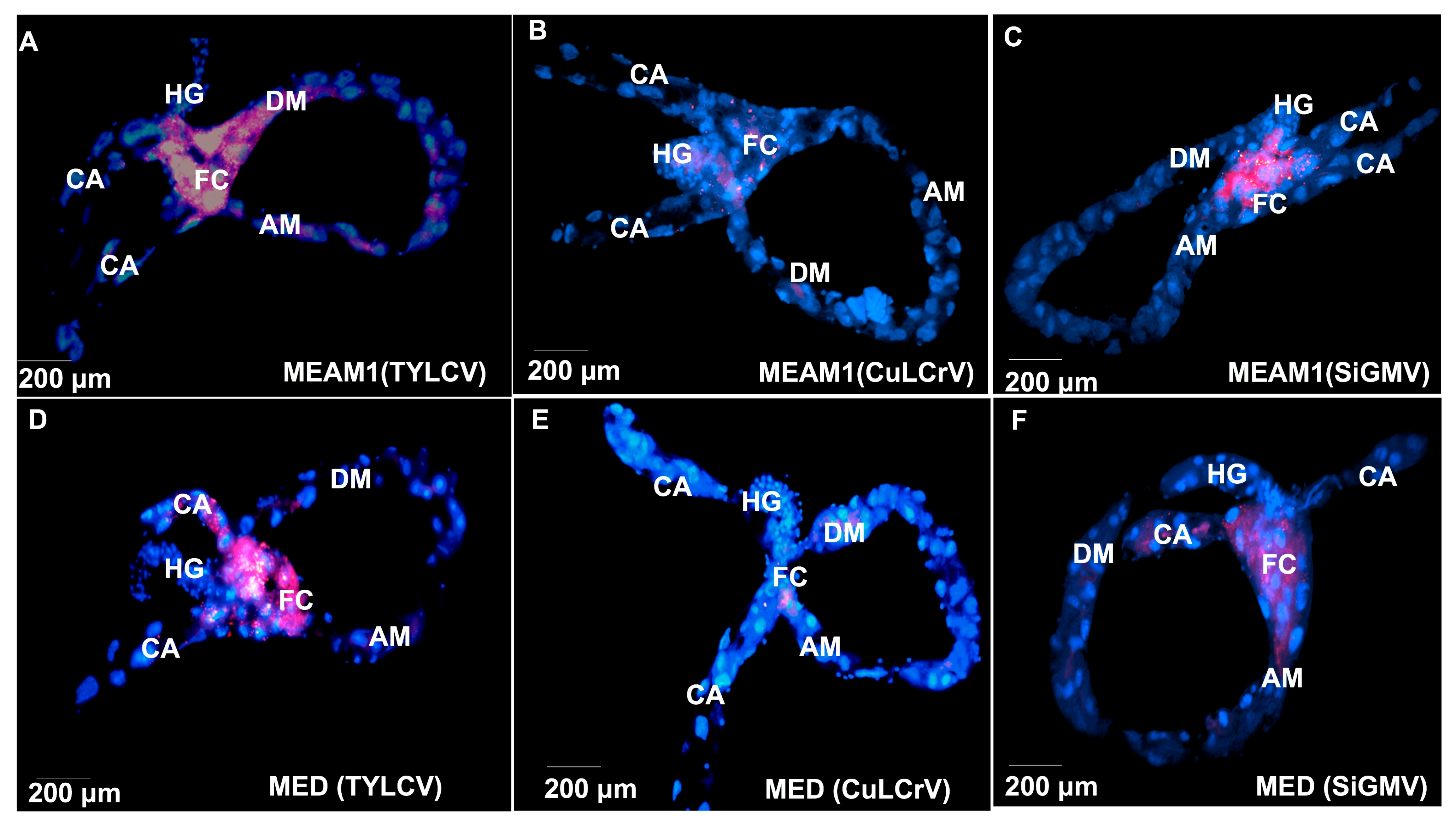 Viruses 14 01104 g003 Viruses 14 01104 g003