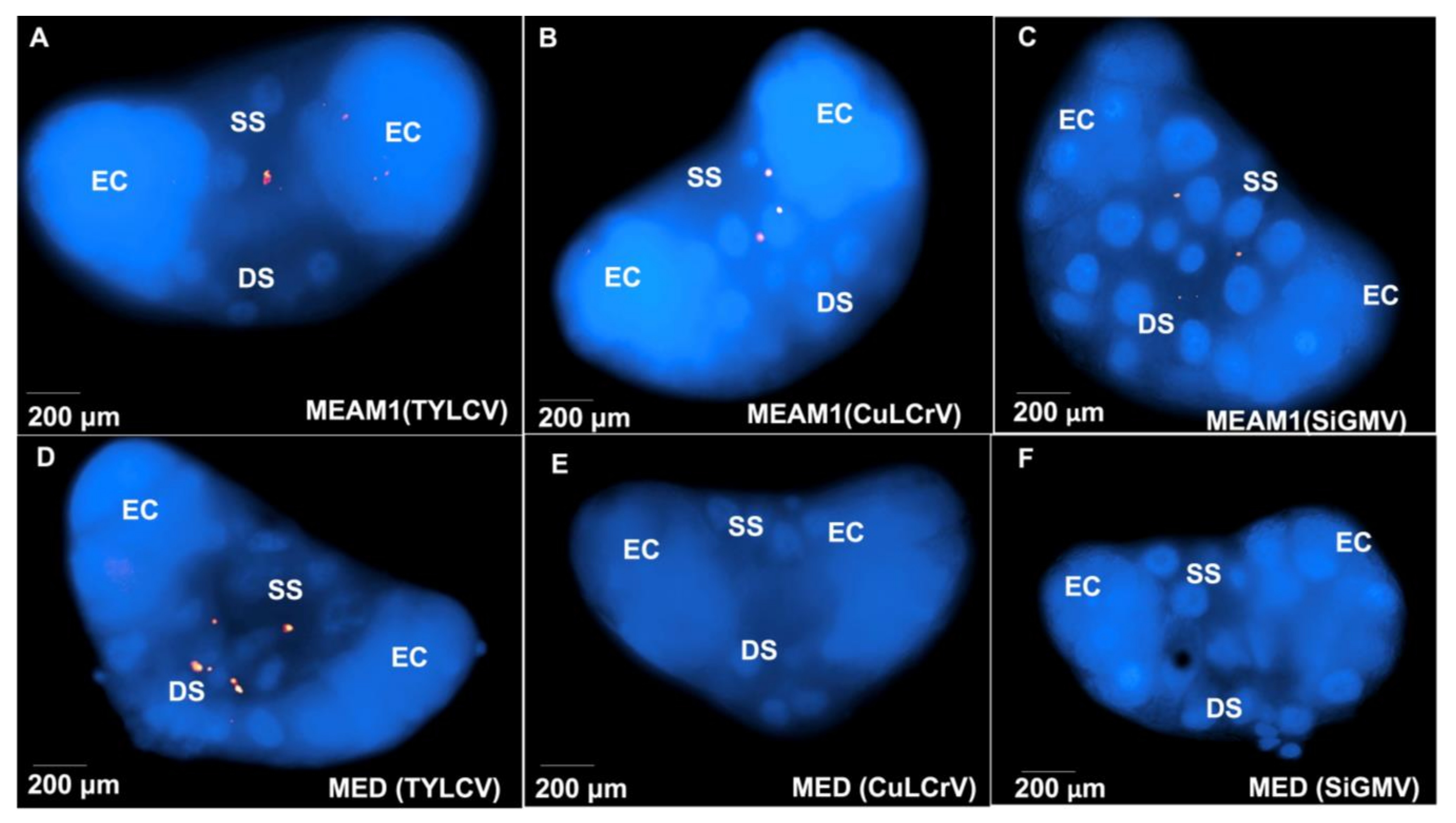 Viruses 14 01104 g004 Viruses 14 01104 g004