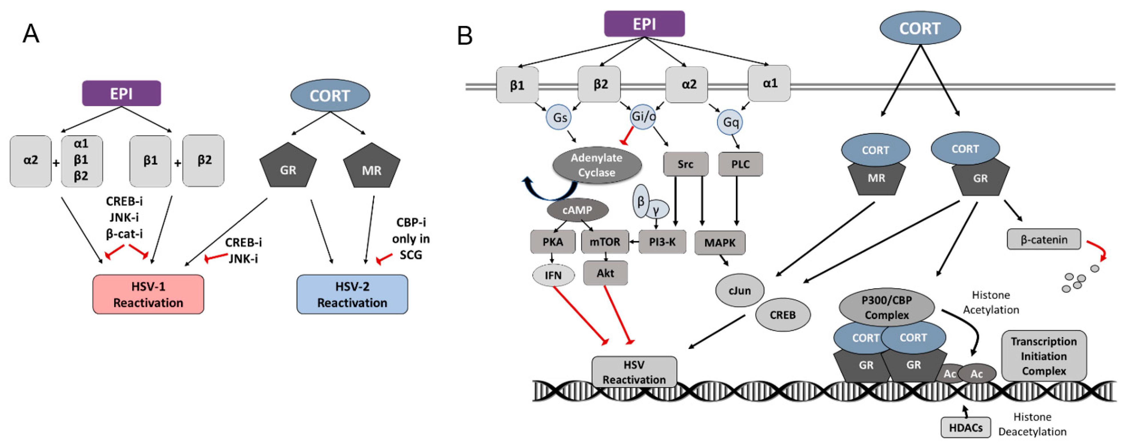 Viruses 14 01115 g007 Viruses 14 01115 g007
