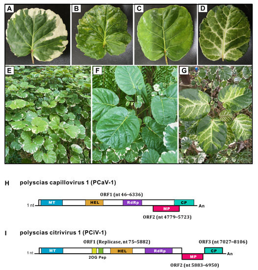 Viruses Free FullText Diverse Novel Viruses Coinfecting the