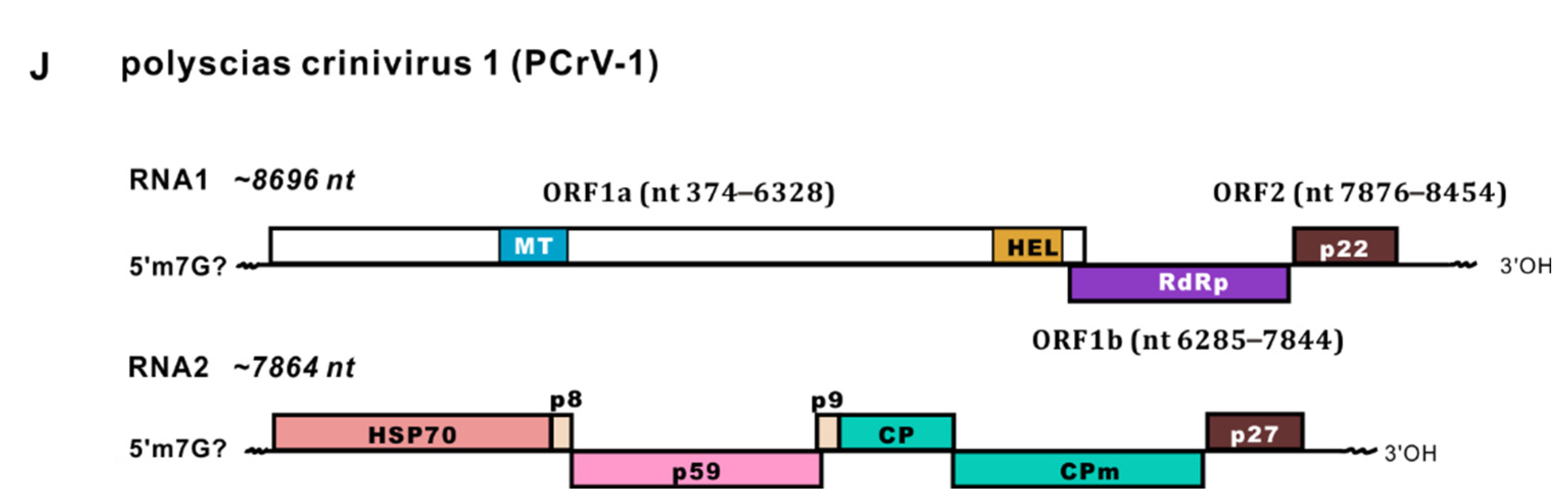 Viruses 14 01120 g001b