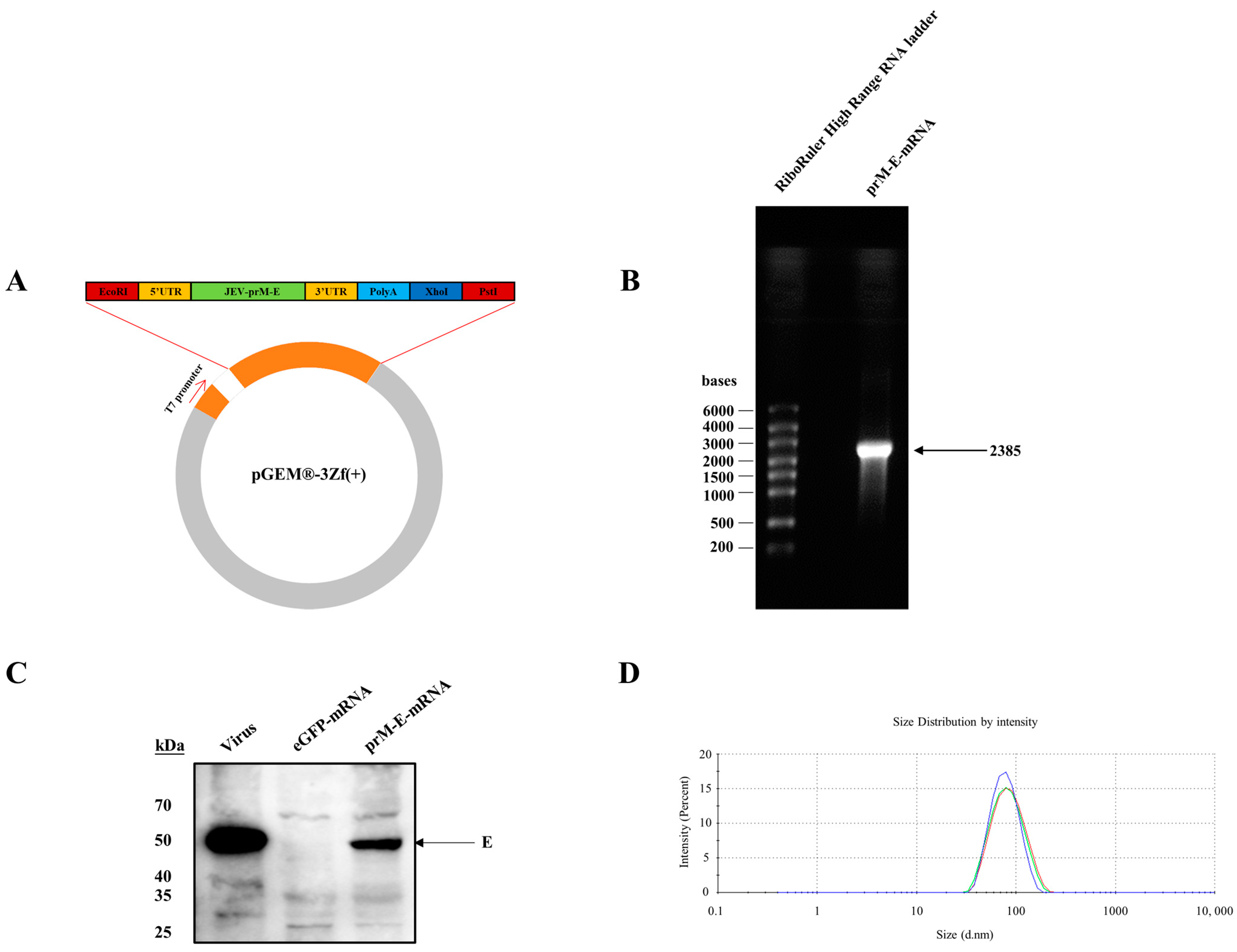 Viruses 14 01121 g001 Viruses 14 01121 g001