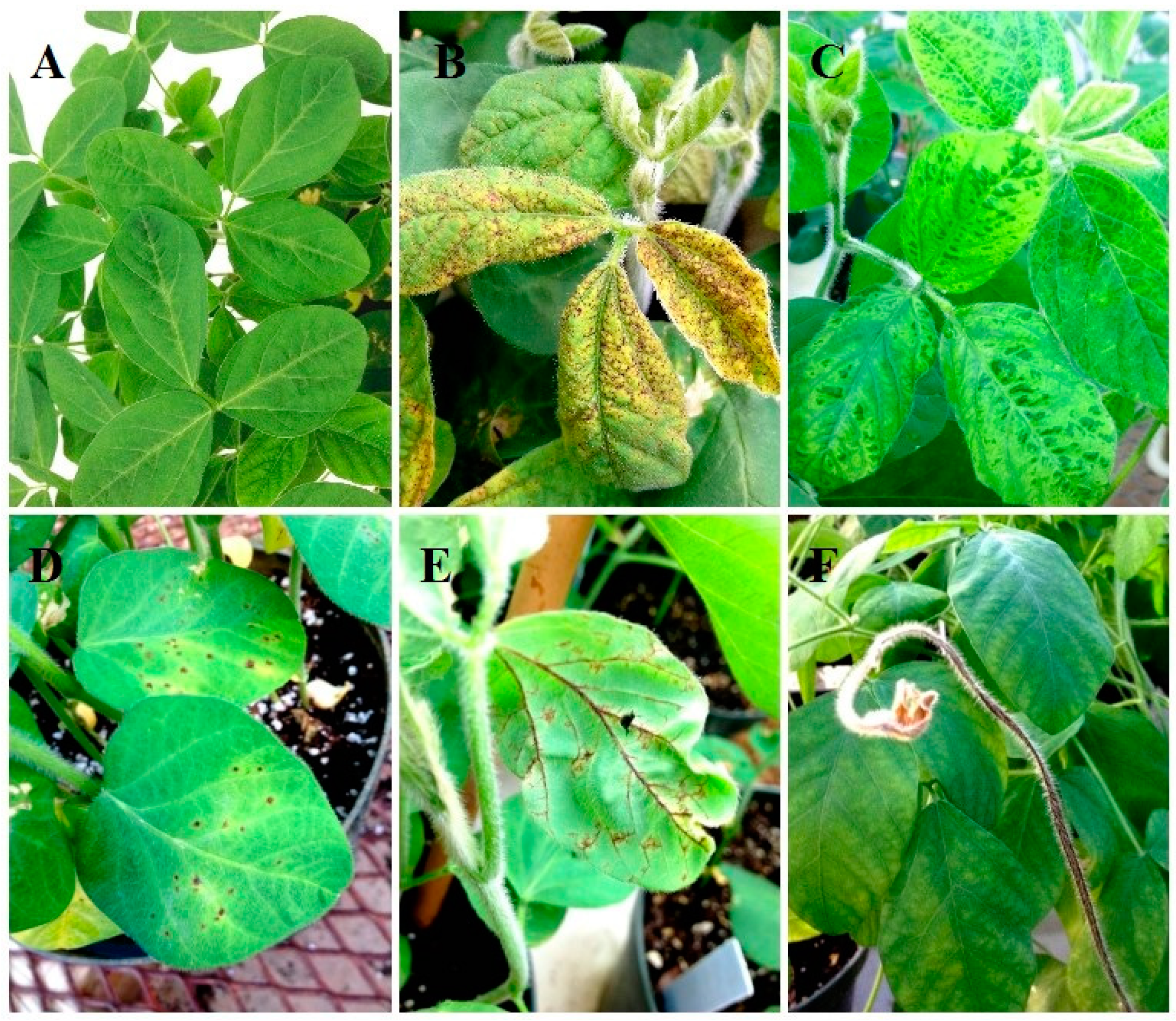 Viruses 14 01122 g001 Viruses 14 01122 g001