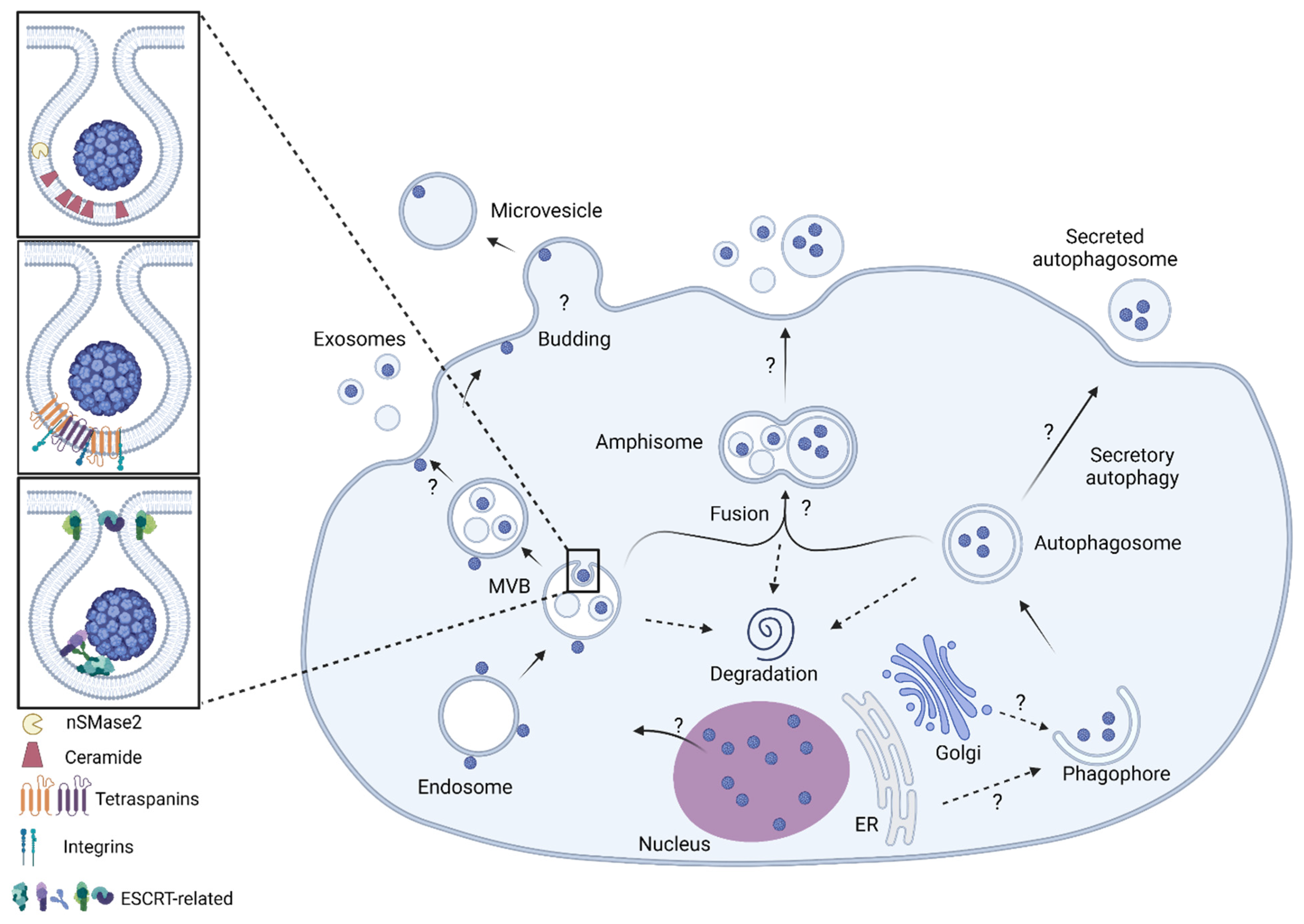 Viruses 14 01130 g004 Viruses 14 01130 g004