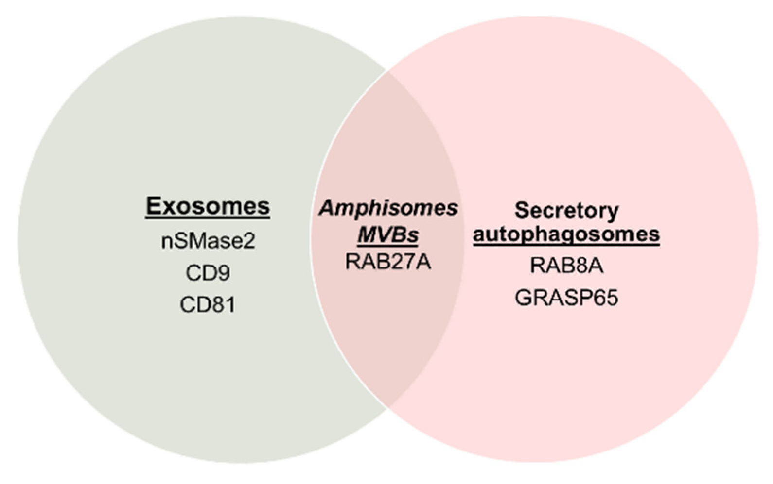 Viruses 14 01130 g005 Viruses 14 01130 g005