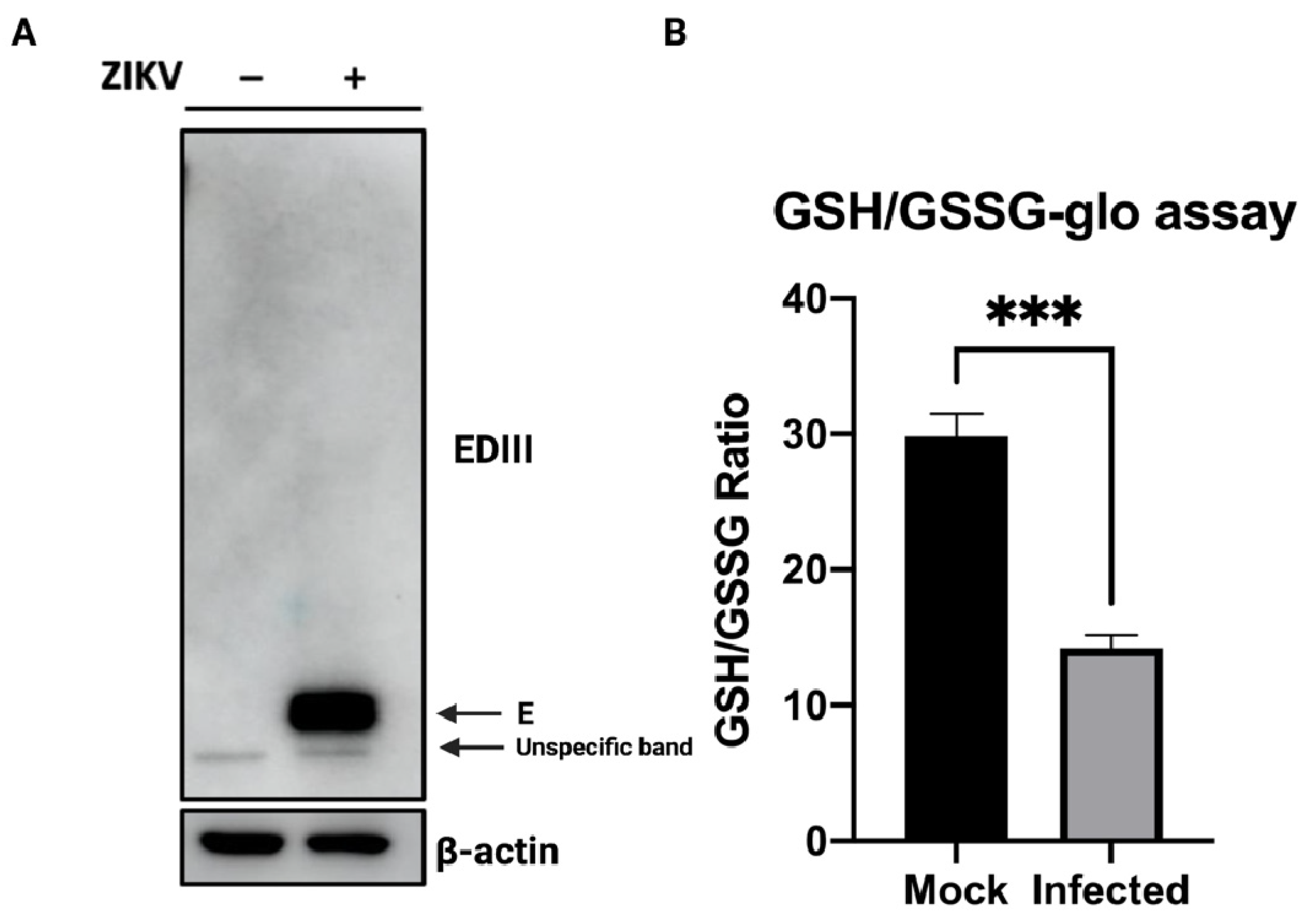 Viruses 14 01131 g001 Viruses 14 01131 g001