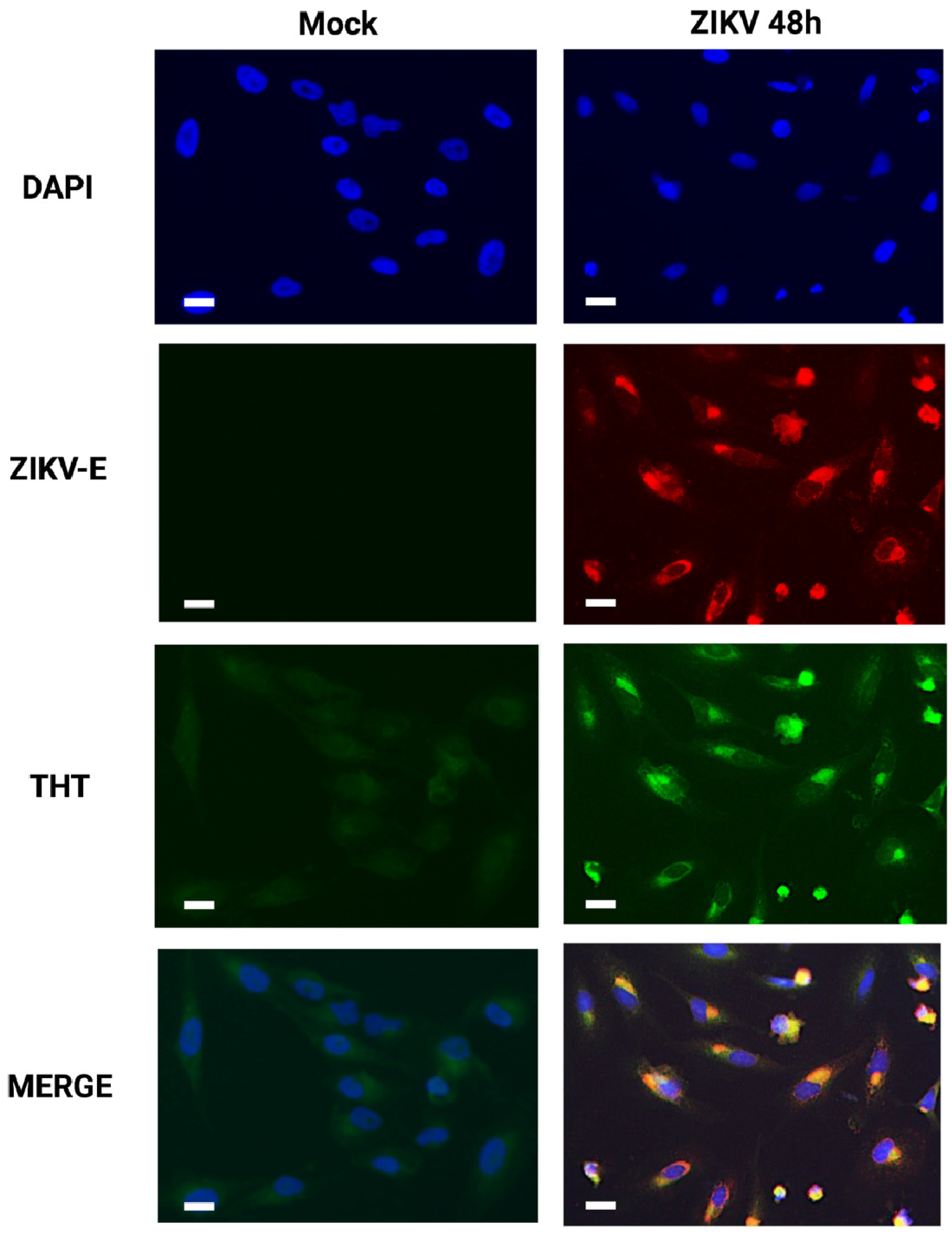 Viruses 14 01131 g002 Viruses 14 01131 g002