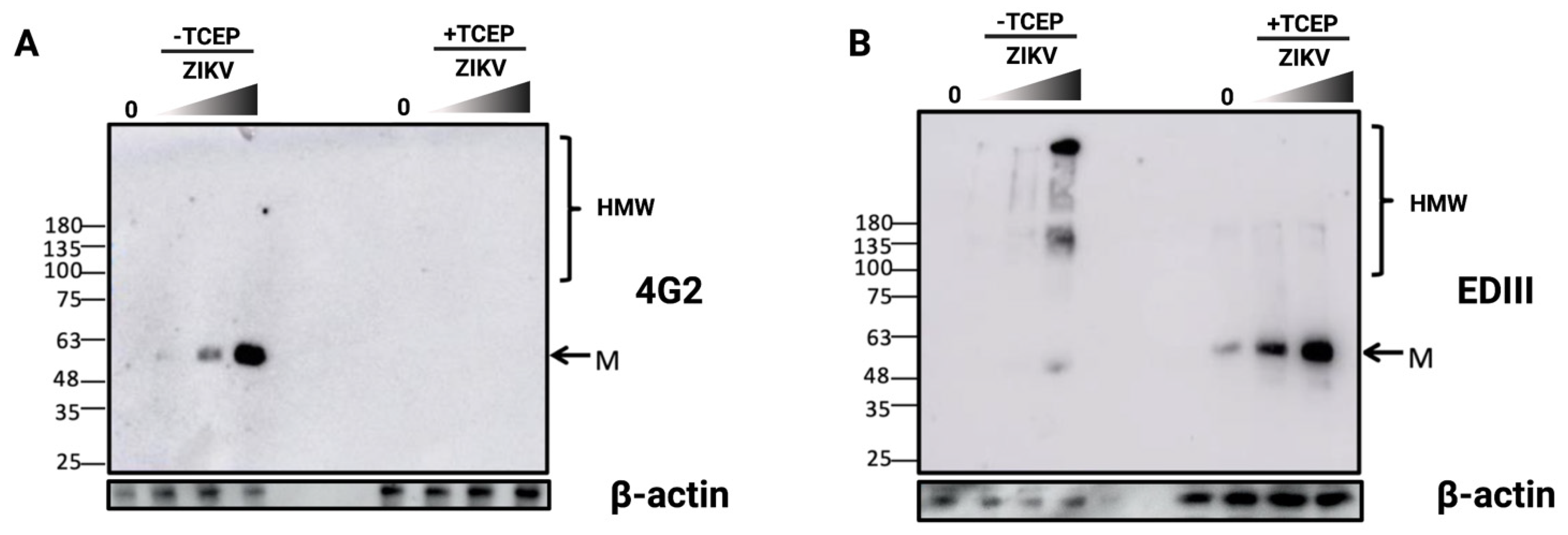 Viruses 14 01131 g003 Viruses 14 01131 g003