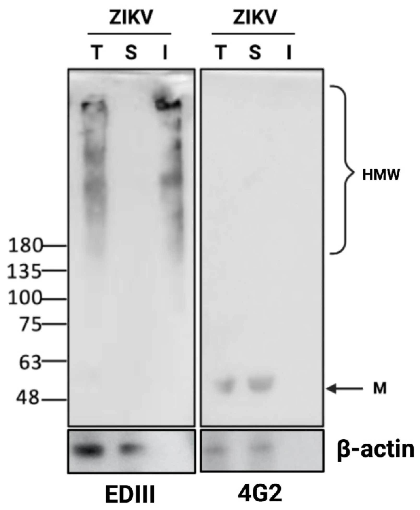 Viruses 14 01131 g005 Viruses 14 01131 g005