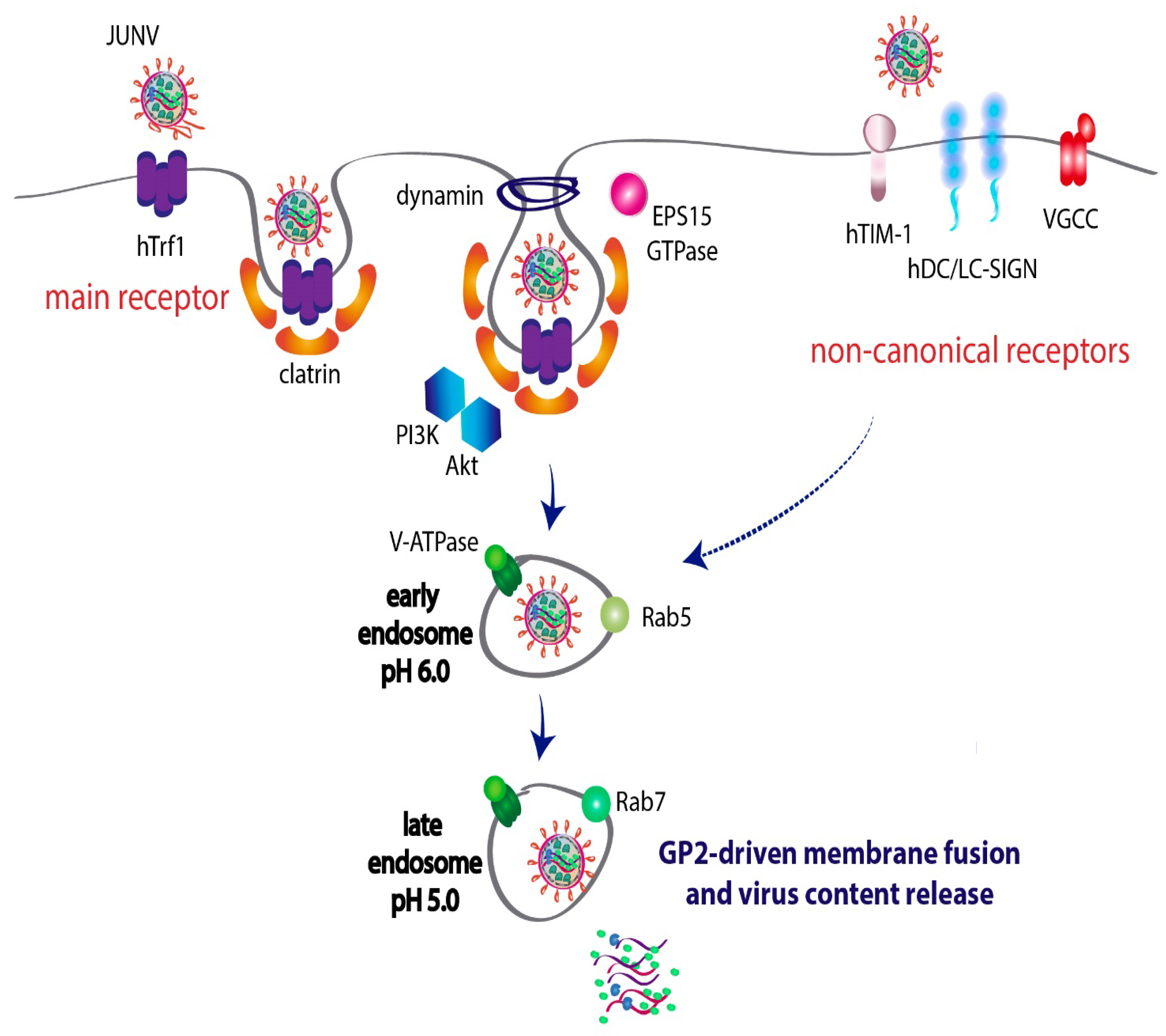 Viruses 14 01134 g001
