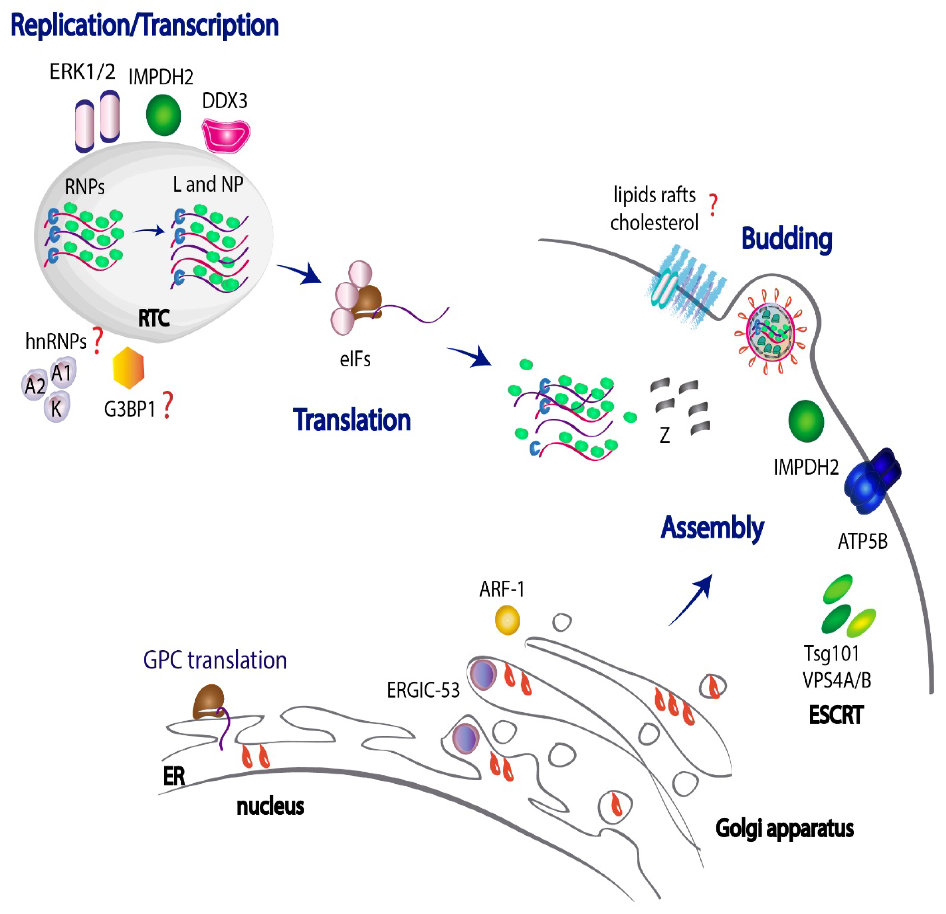 Viruses 14 01134 g002