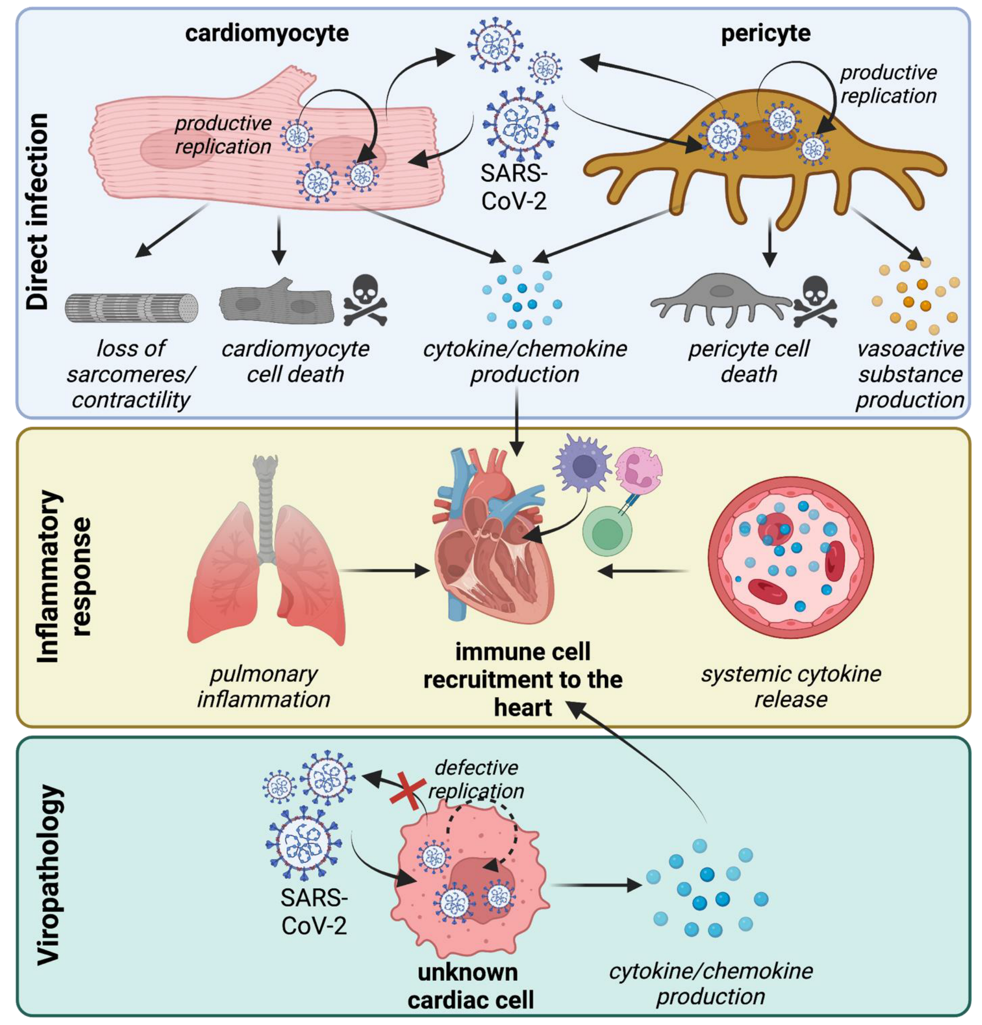 Viruses | Free Full-Text | Cardiovascular Tropism and Sequelae of SARS-CoV-2 Infection Viruses | Free Full-Text | Cardiovascular Tropism and Sequelae of SARS-CoV-2 Infection
